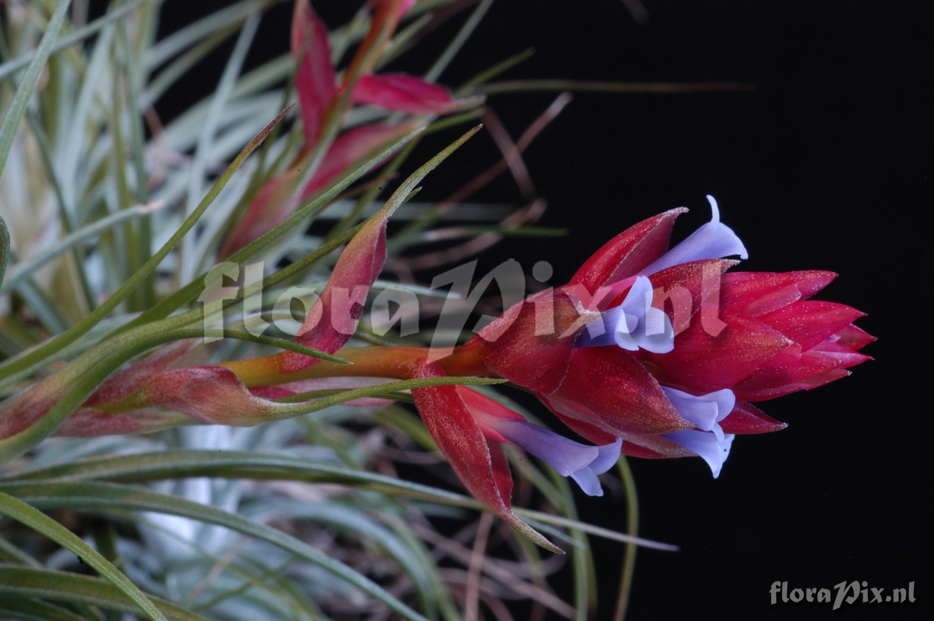 Tillandsia stricta var. stricta