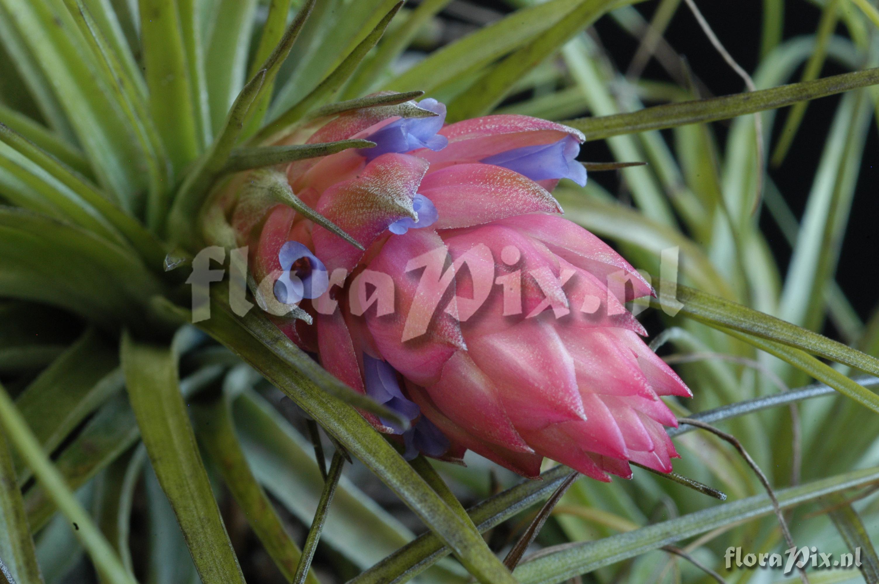 Tillandsia stricta var. stricta