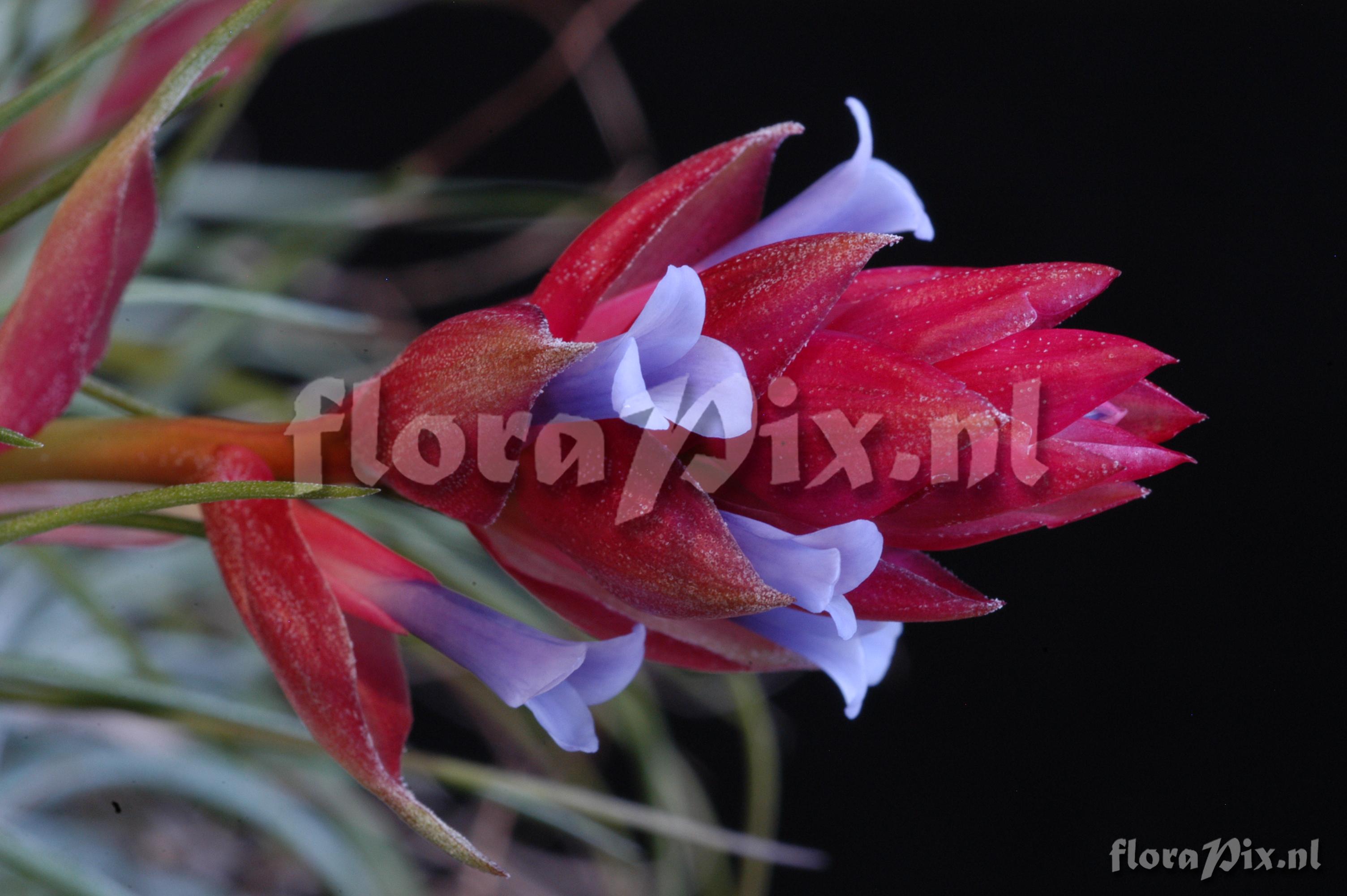 Tillandsia stricta var. stricta