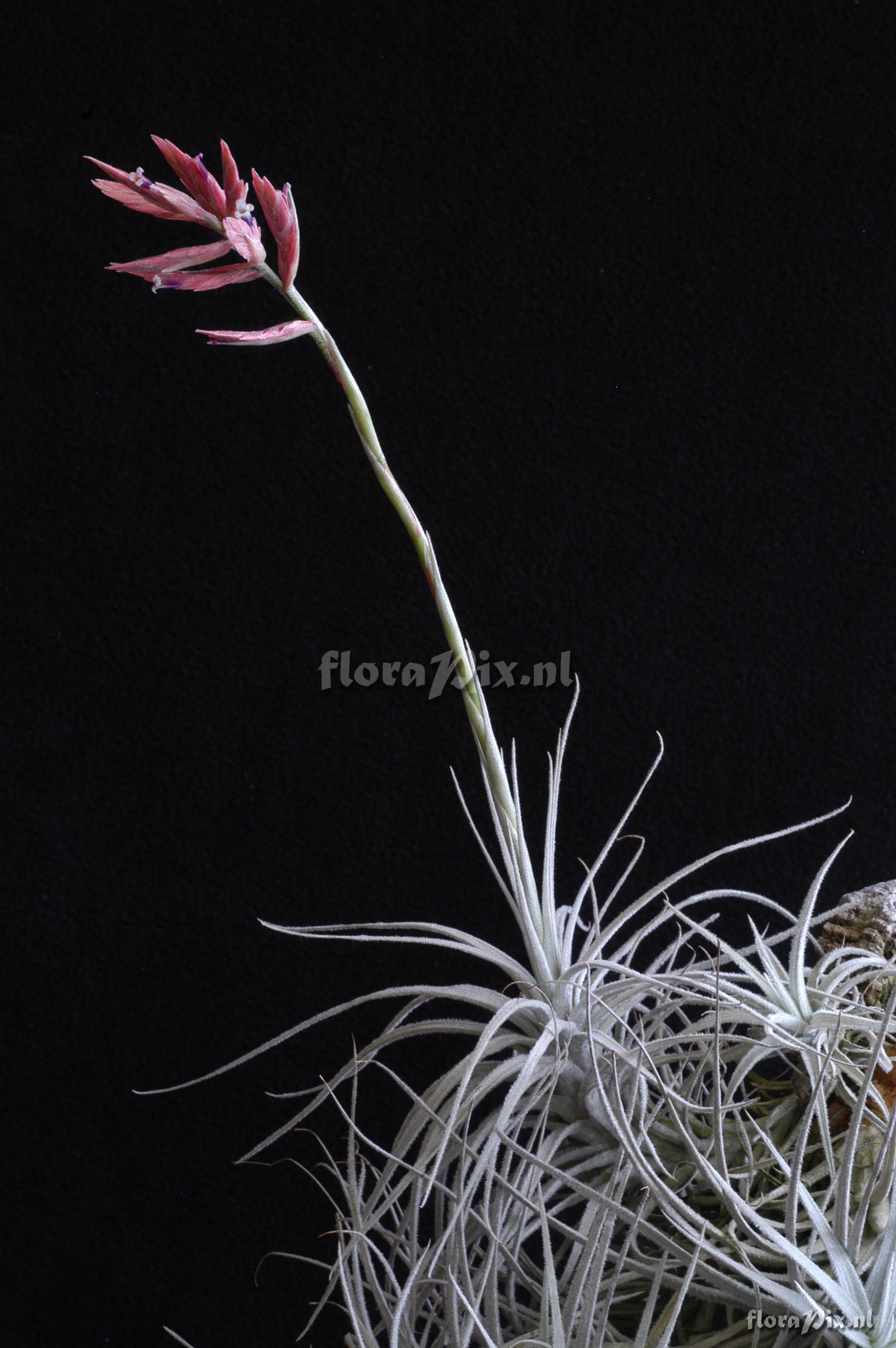 Tillandsia tectorum