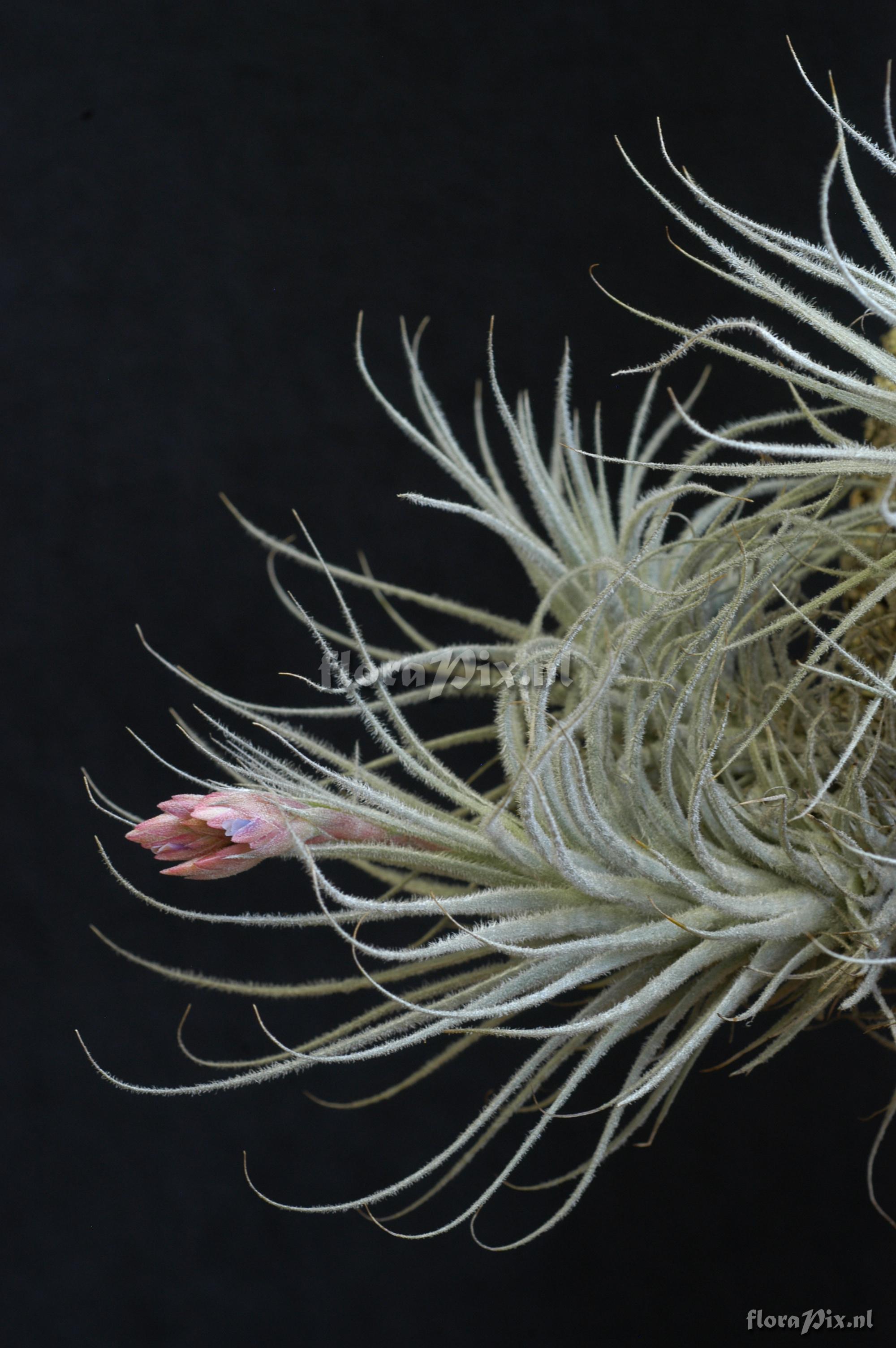 Tillandsia tectorum var. globosa