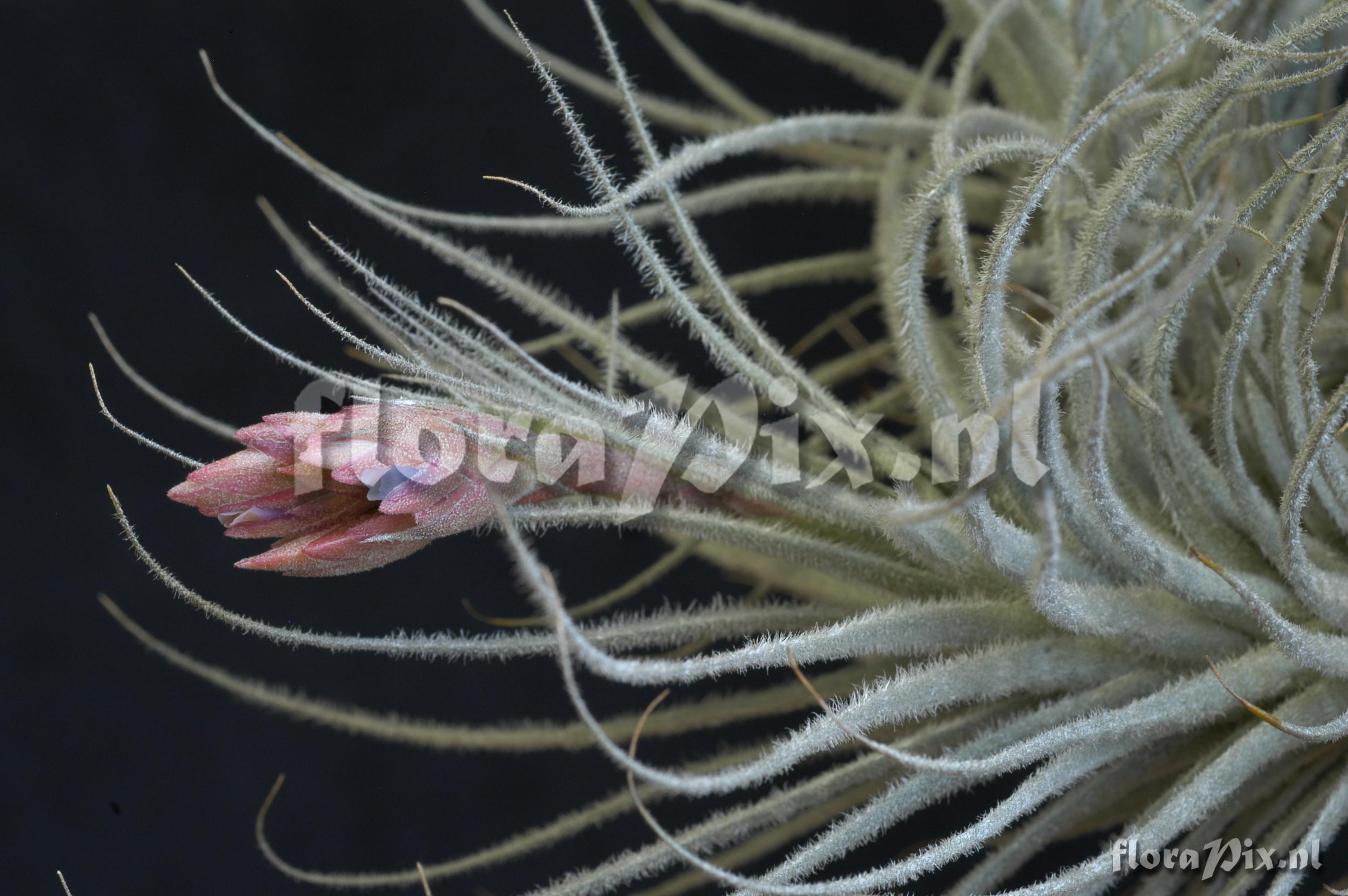 Tillandsia tectorum var. globosa