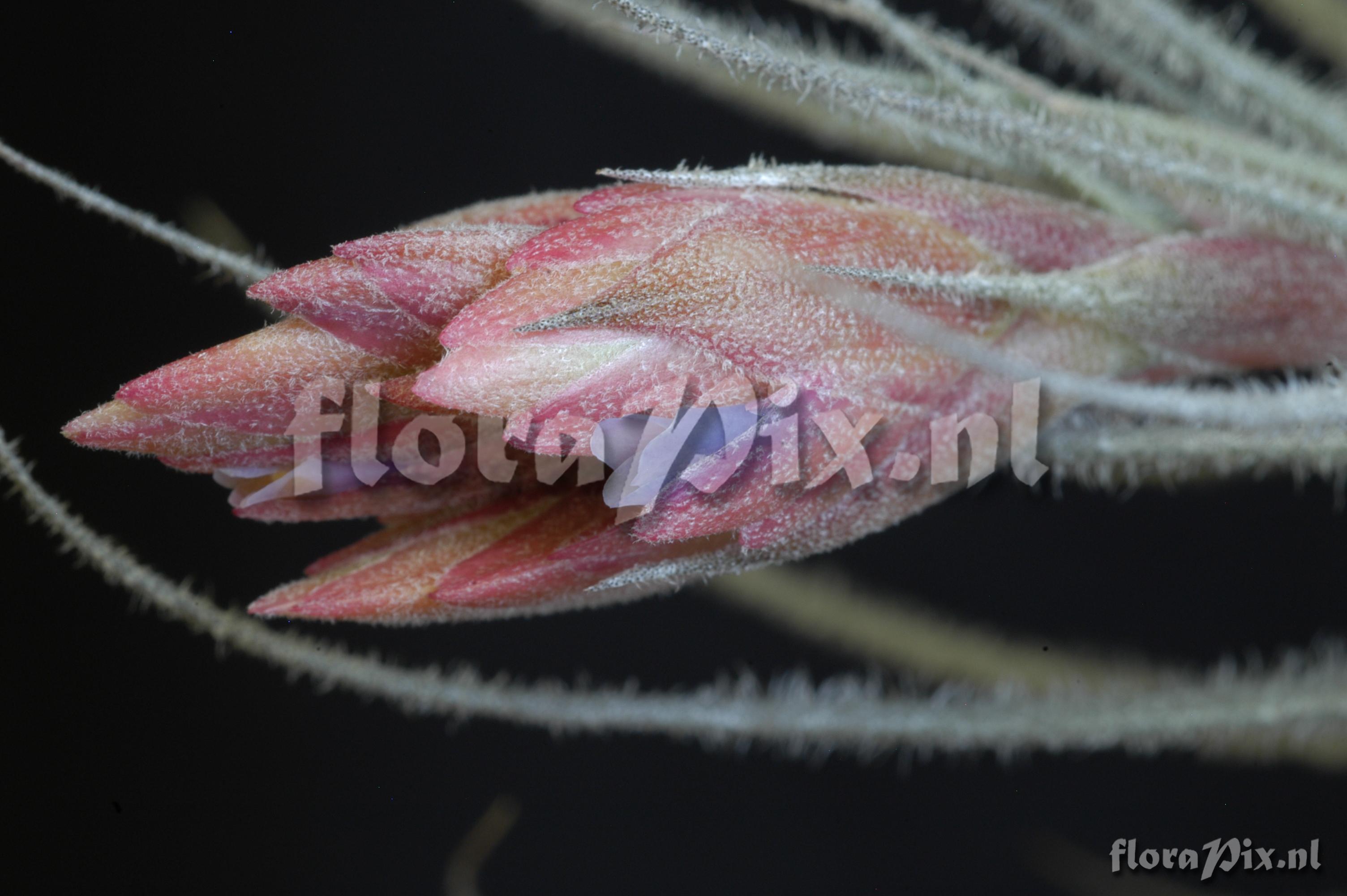 Tillandsia tectorum var. globosa