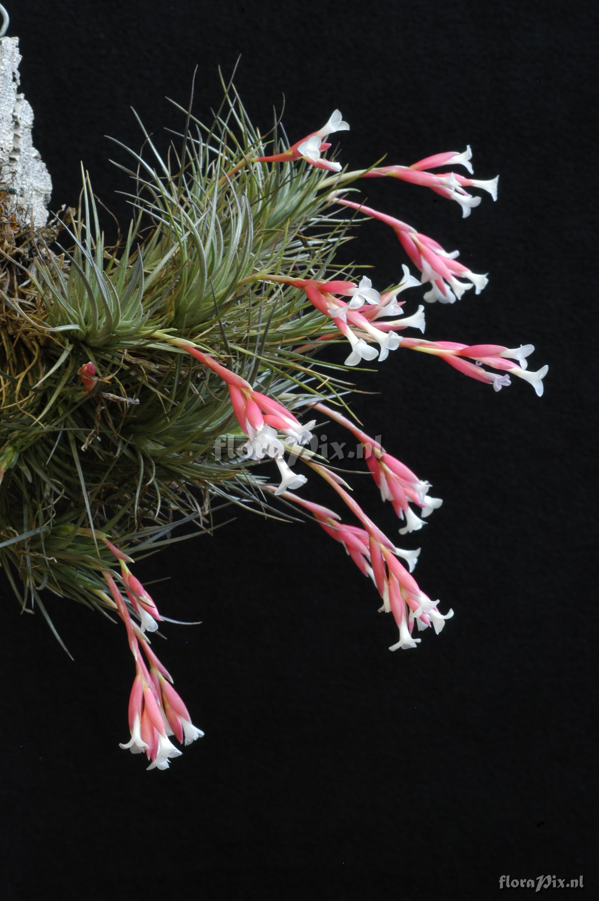 Tillandsia tenuifolia