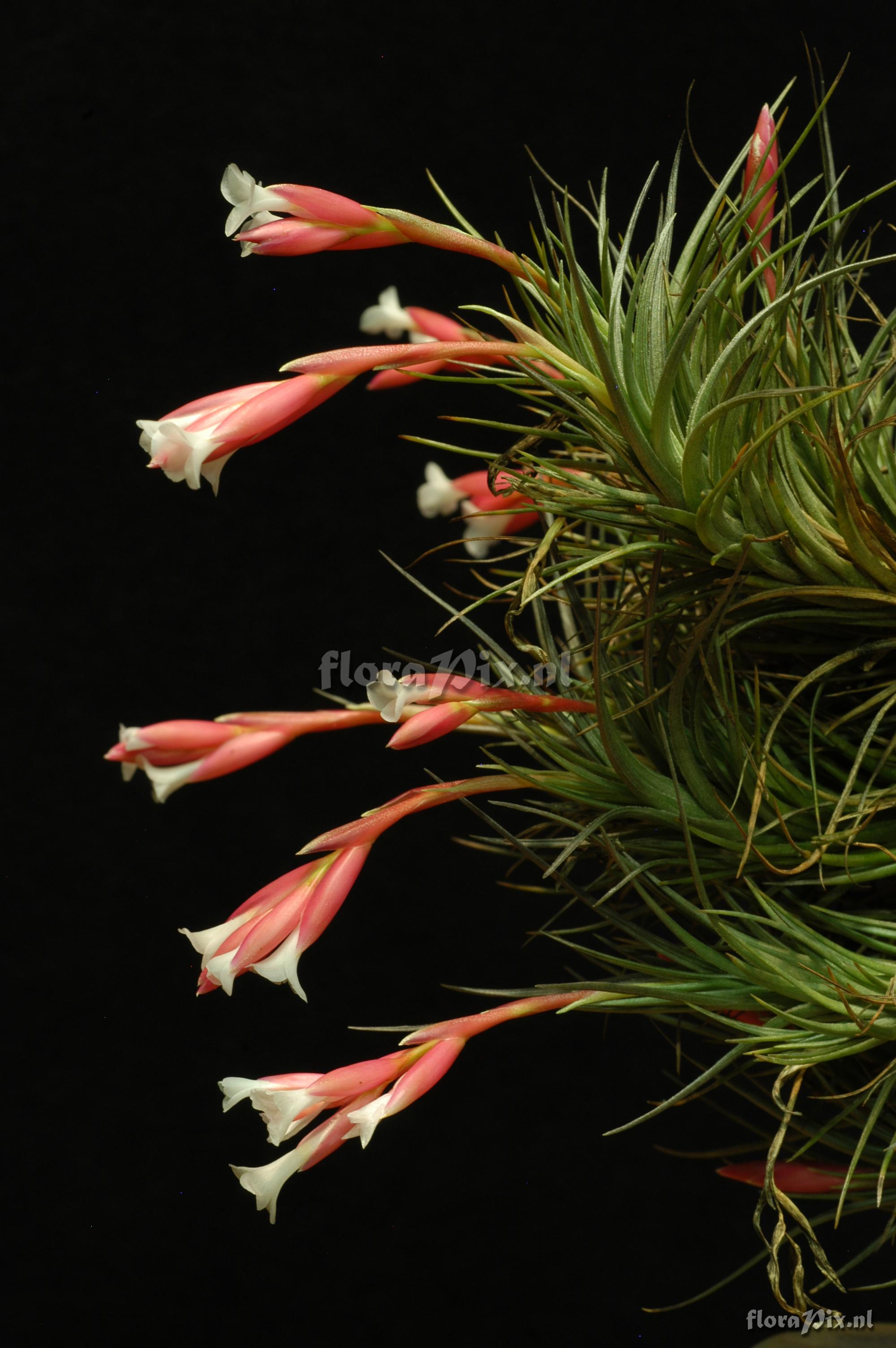 Tillandsia tenuifolia