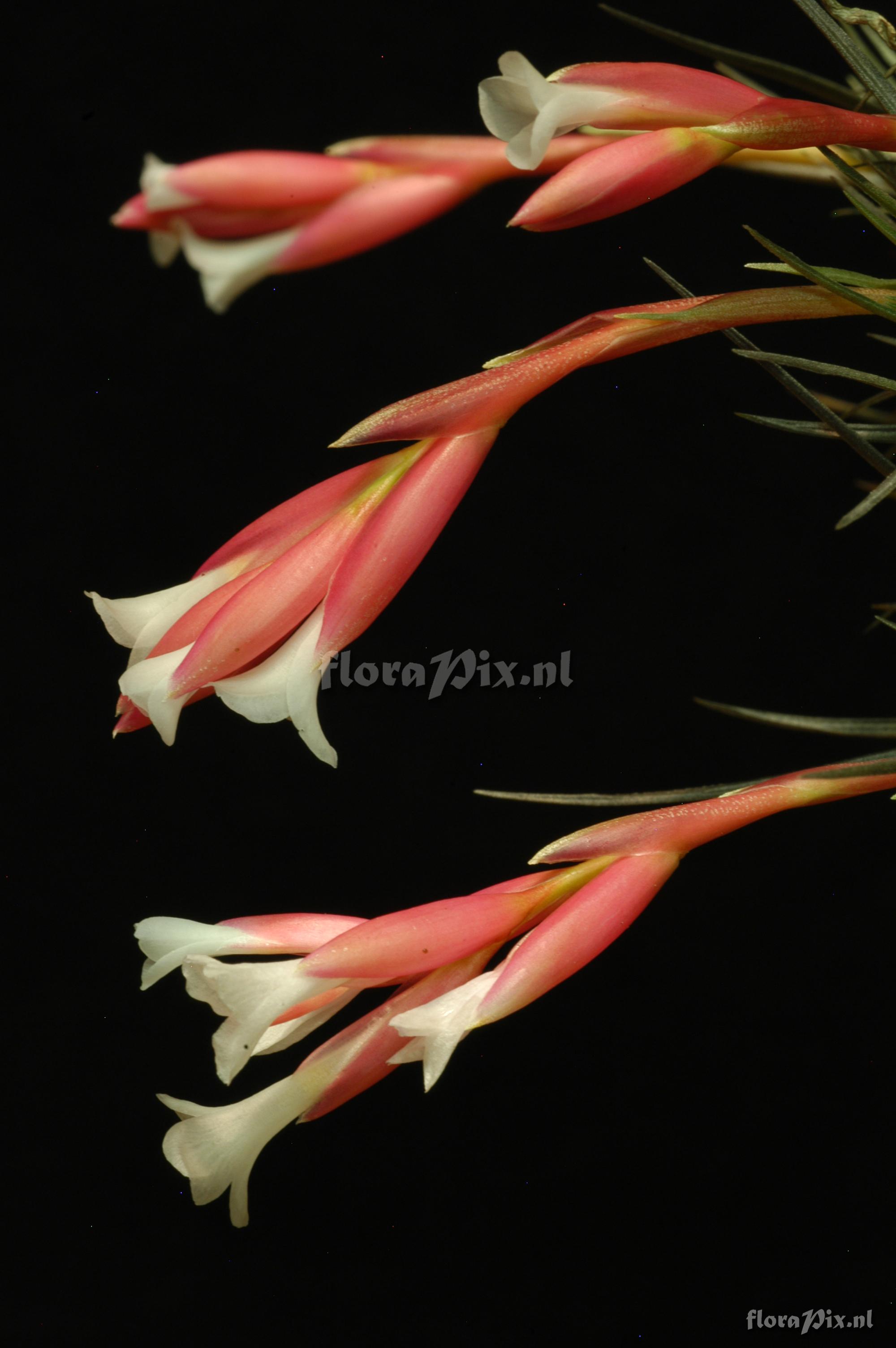 Tillandsia tenuifolia