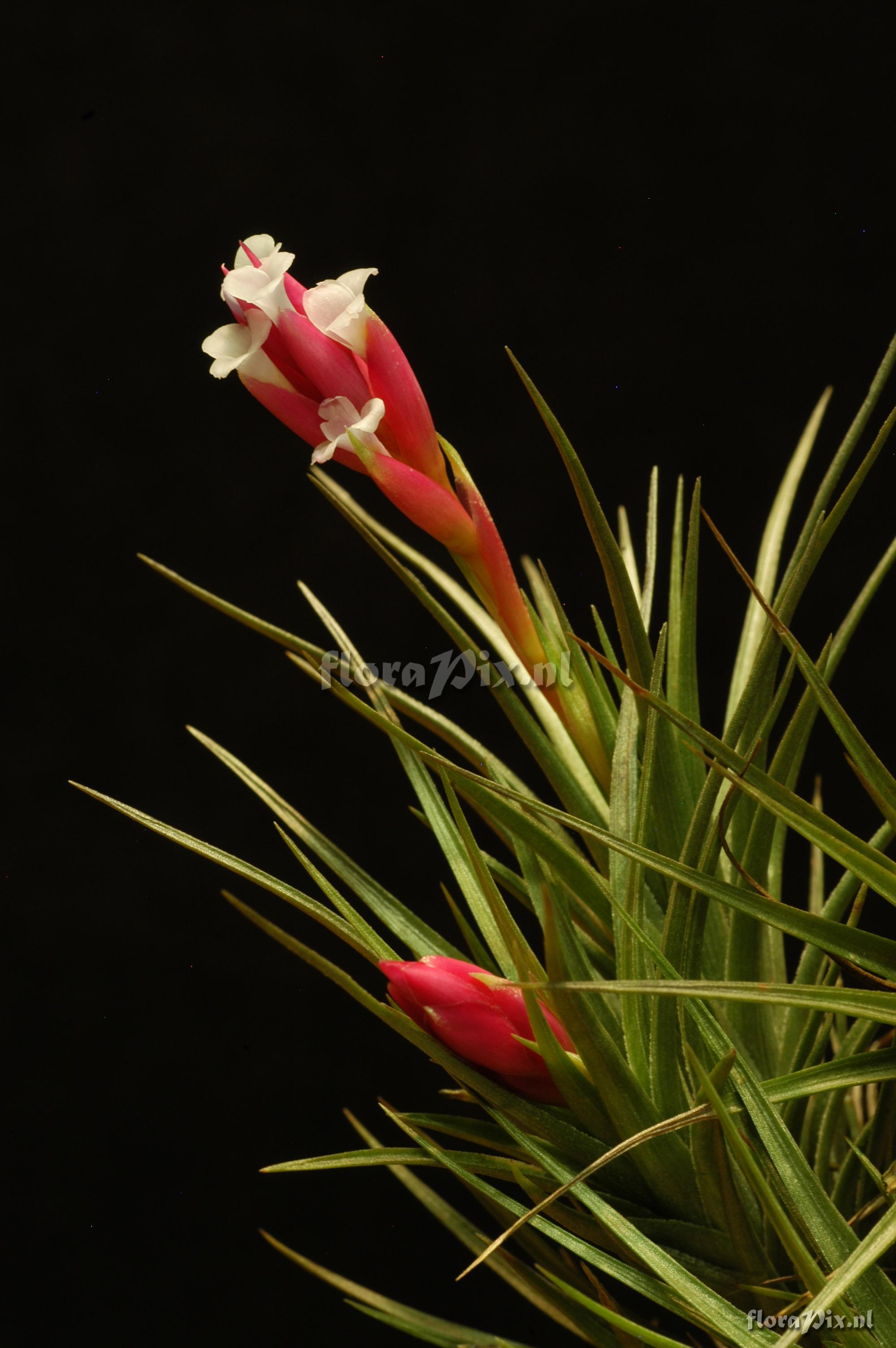 Tillandsia tenuifolia