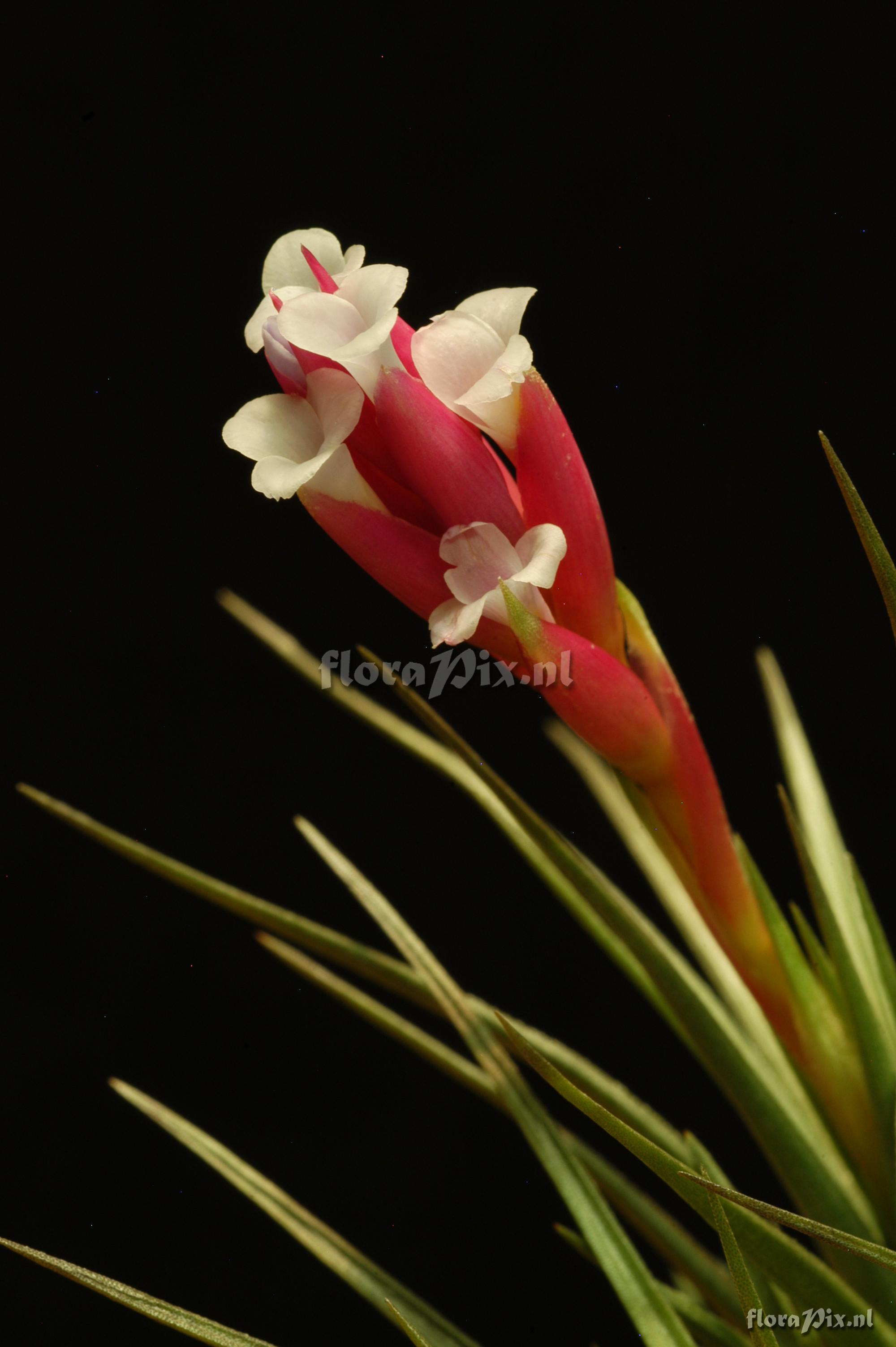 Tillandsia tenuifolia