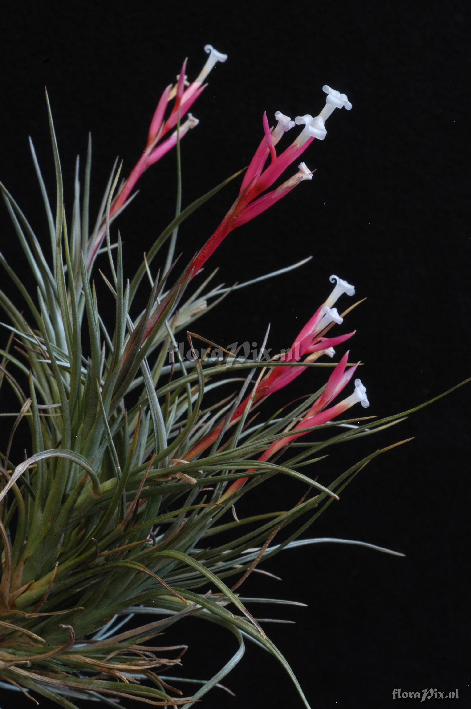 Tillandsia tenuifolia