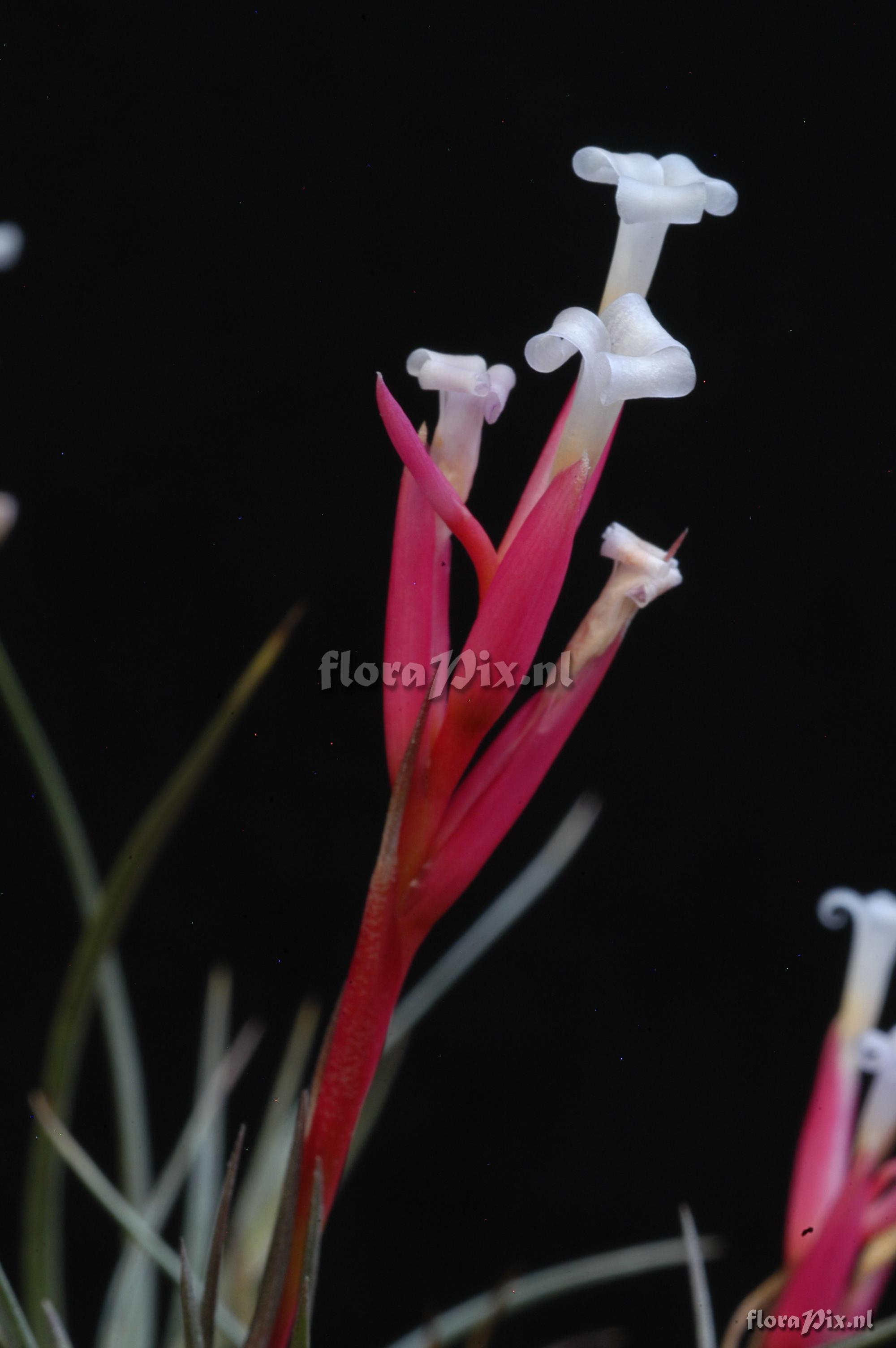 Tillandsia tenuifolia