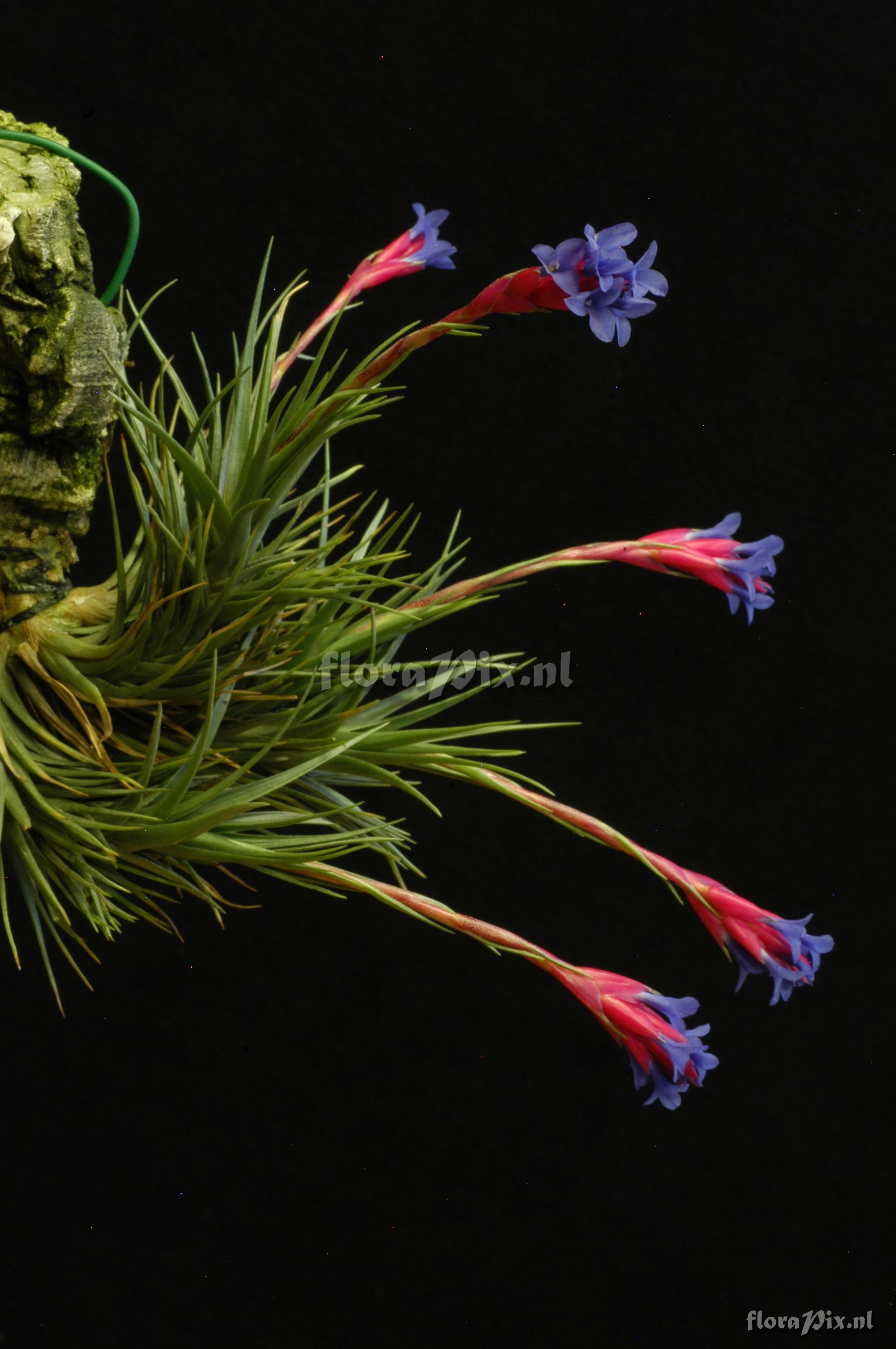 Tillandsia tenuifolia subsp. aeranthos