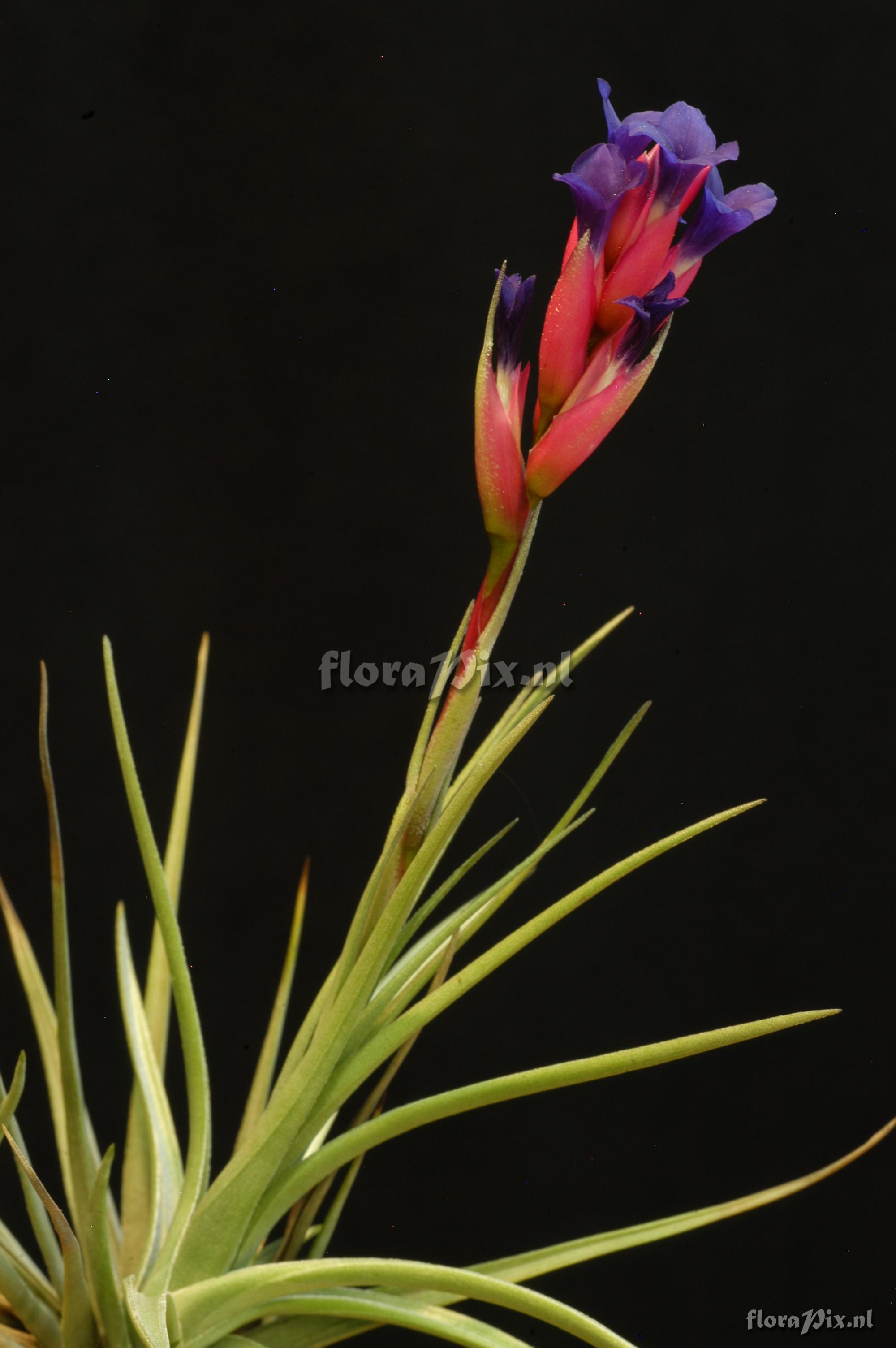 Tillandsia tenuifolia subsp. aeranthos