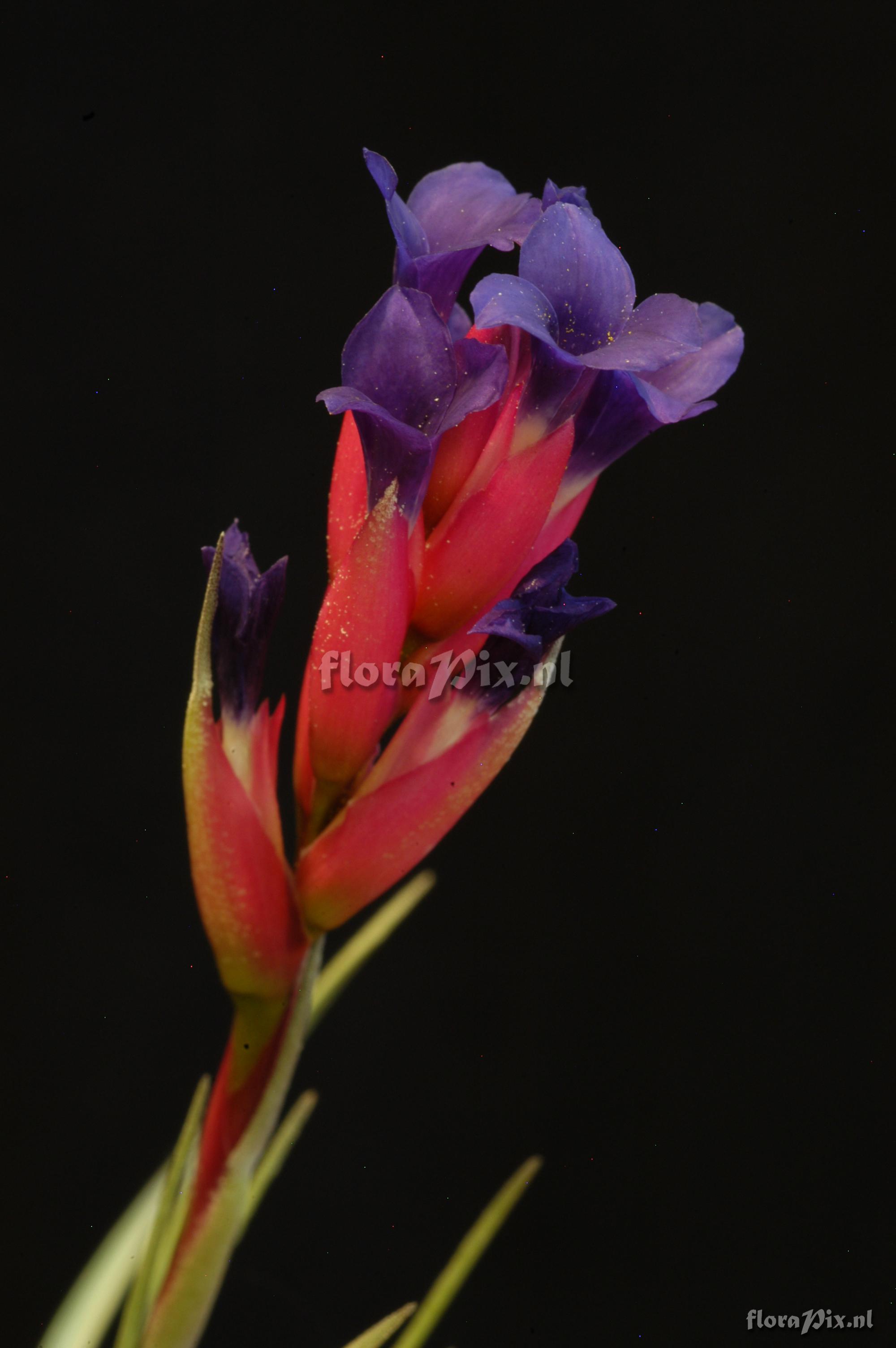 Tillandsia tenuifolia subsp. aeranthos