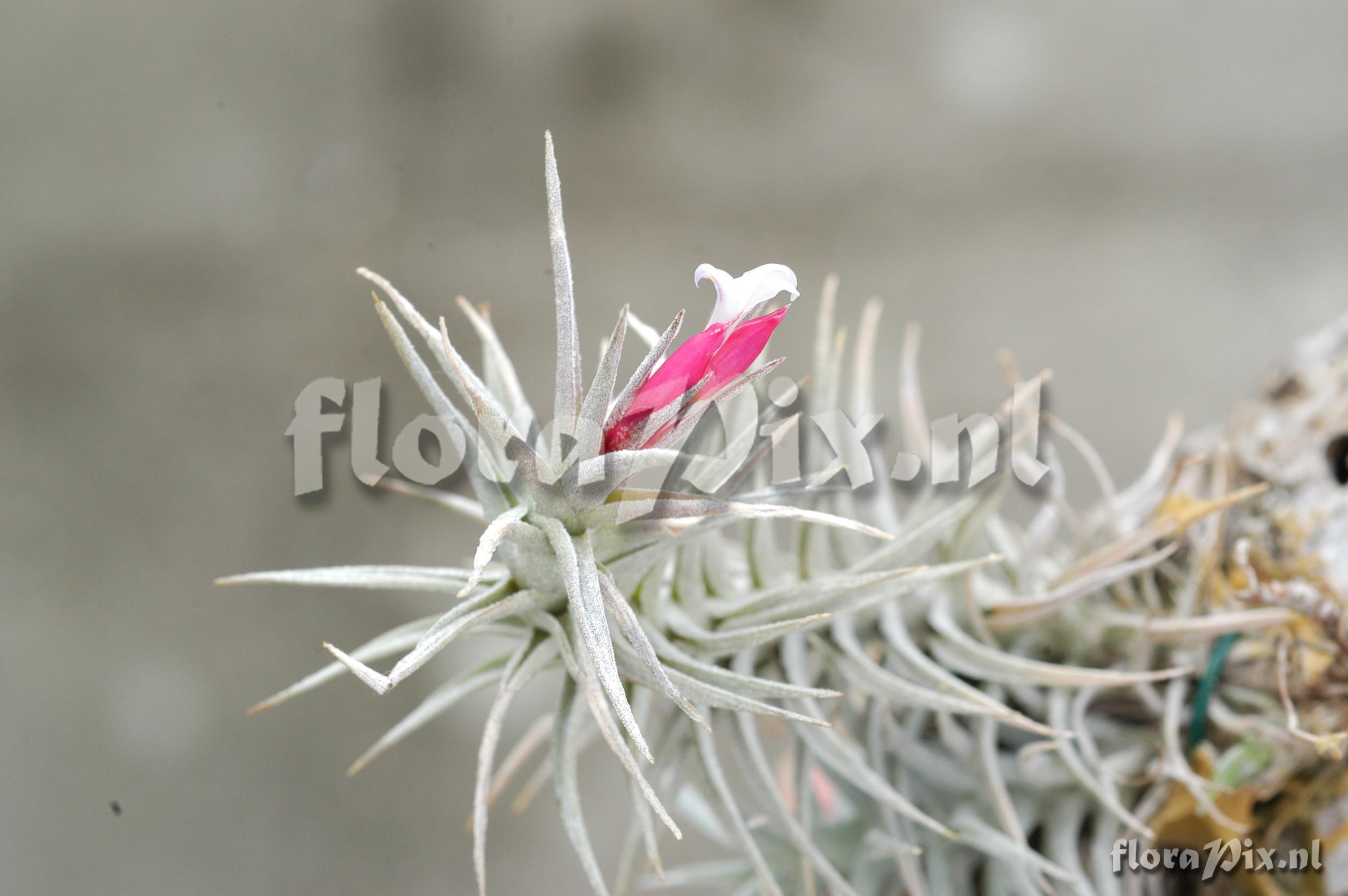 Tillandsia tenuifolia subsp. hofakkerii