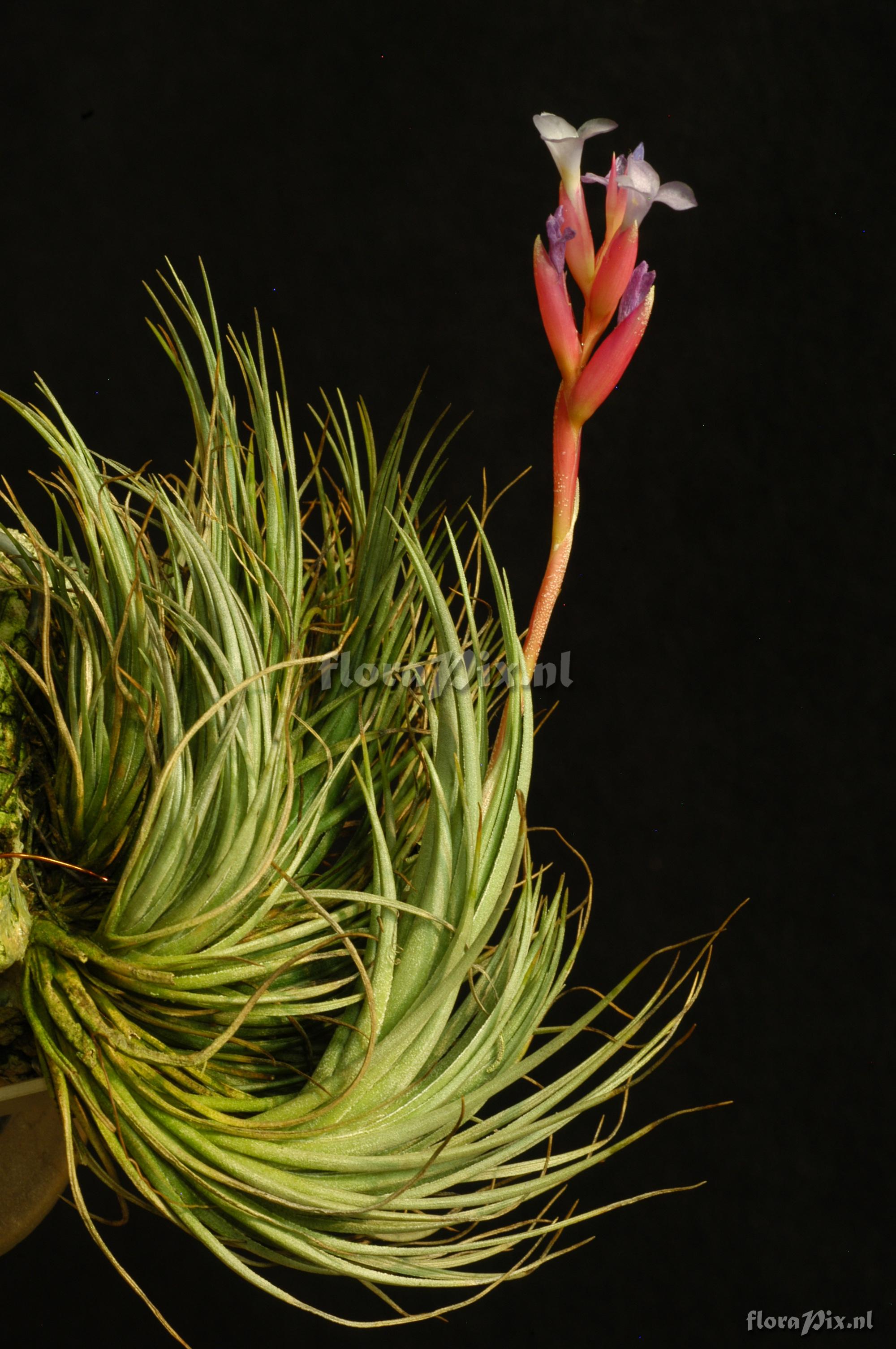 Tillandsia tenuifolia var. tenuifolia