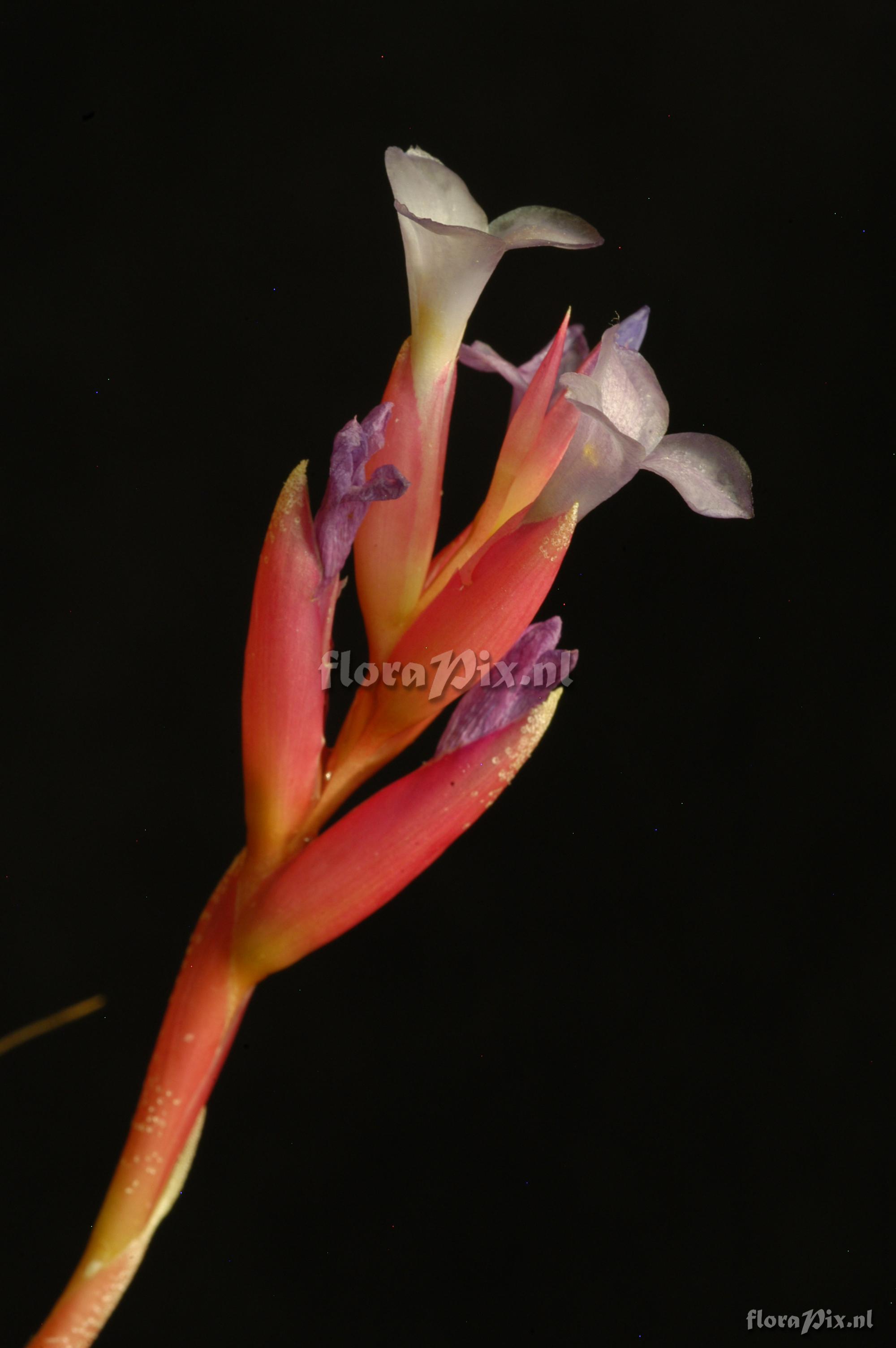 Tillandsia tenuifolia var. tenuifolia