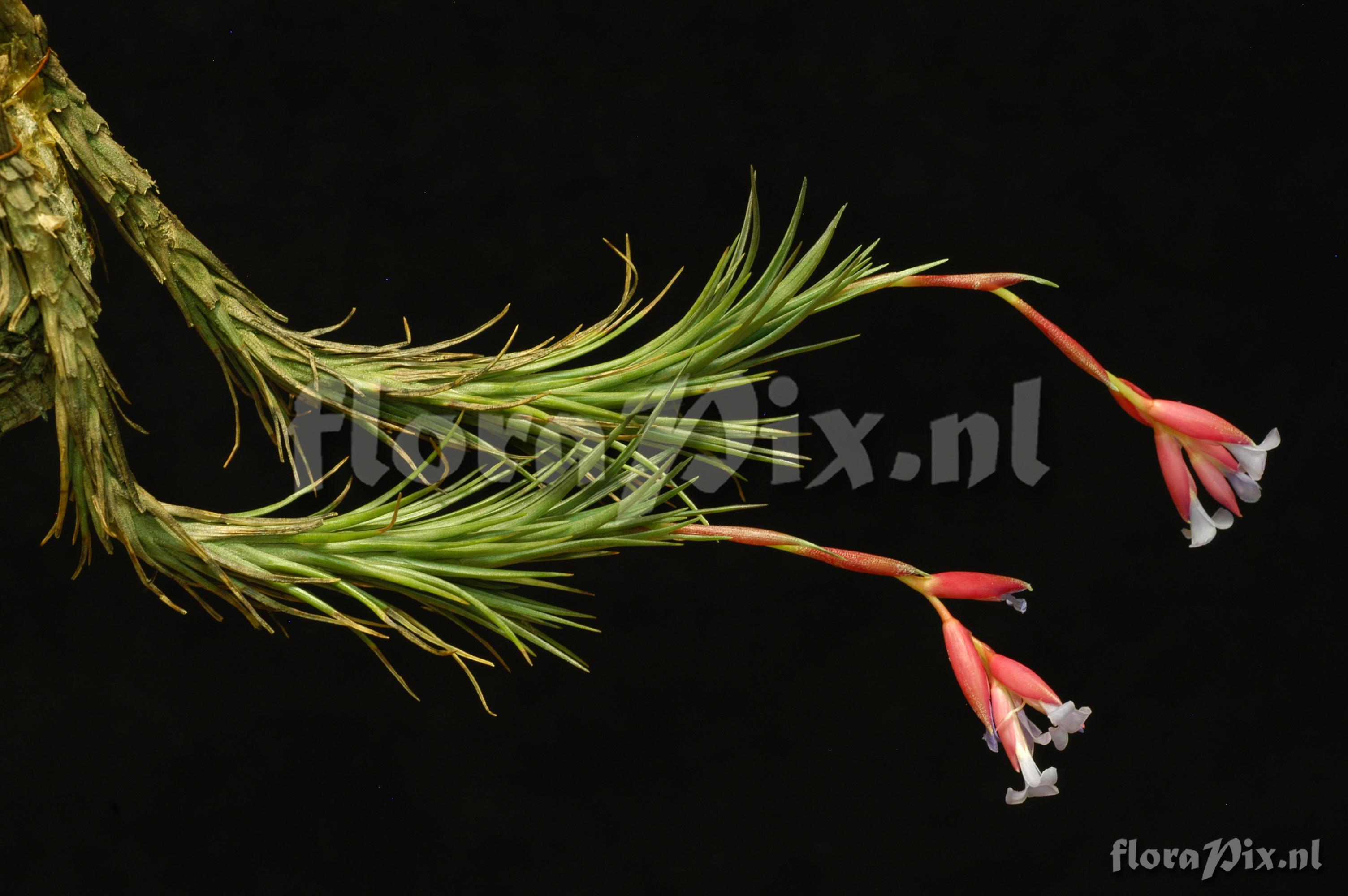 Tillandsia tenuifolia var. tenuifolia