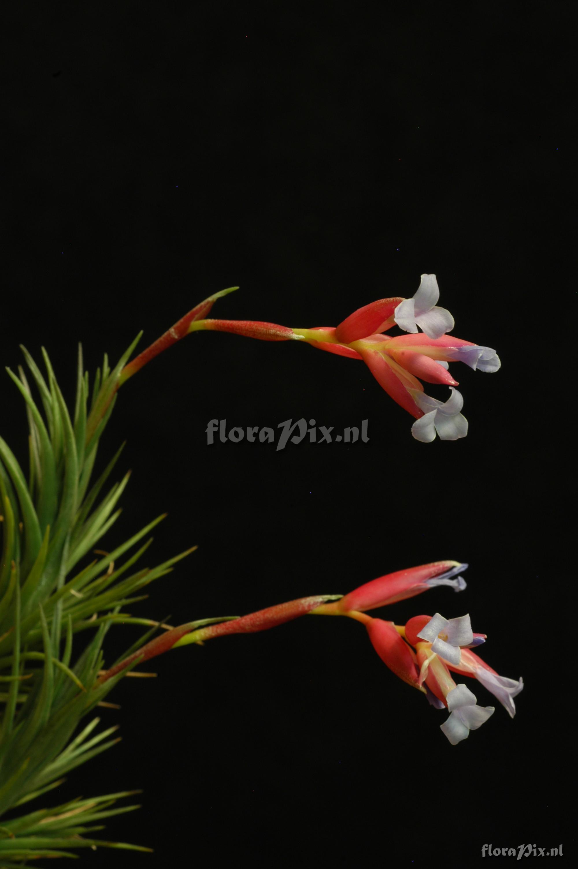 Tillandsia tenuifolia var. tenuifolia