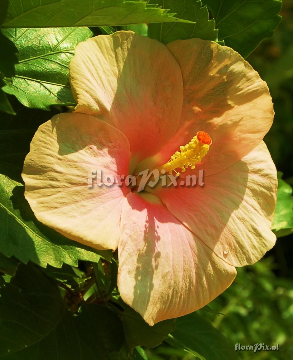 Hibiscus sp. Malvaceae