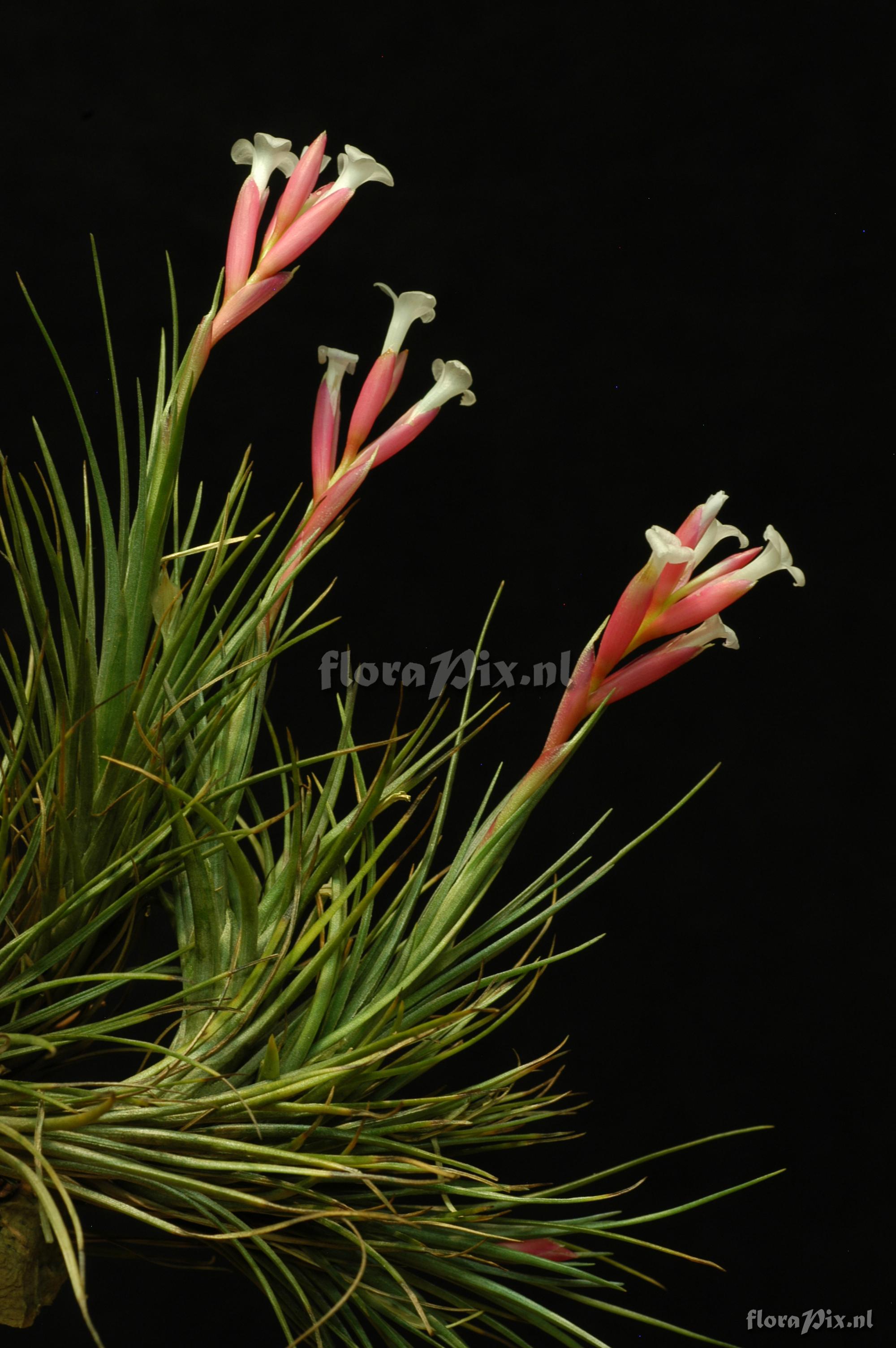 Tillandsia tenuifolia var. tenuifolia