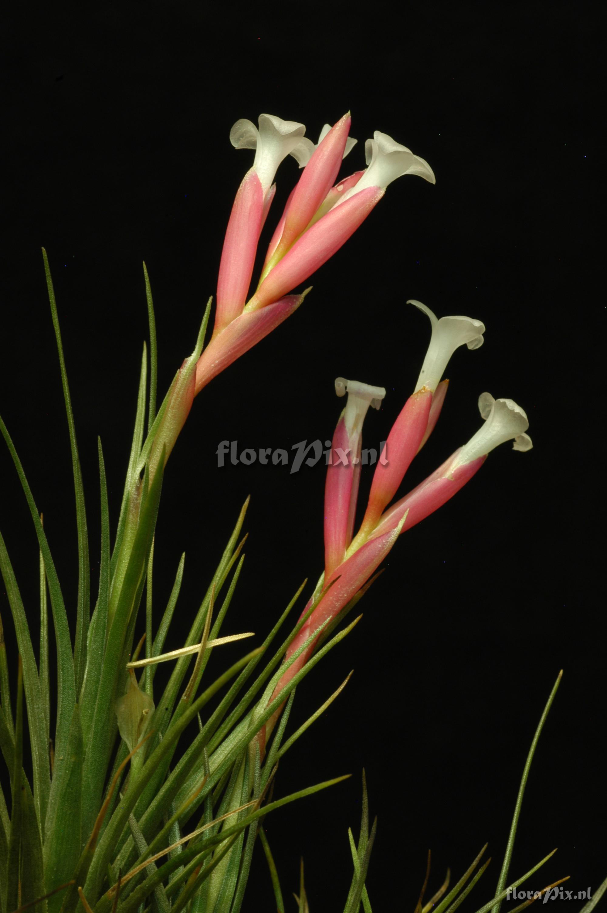 Tillandsia tenuifolia var. tenuifolia