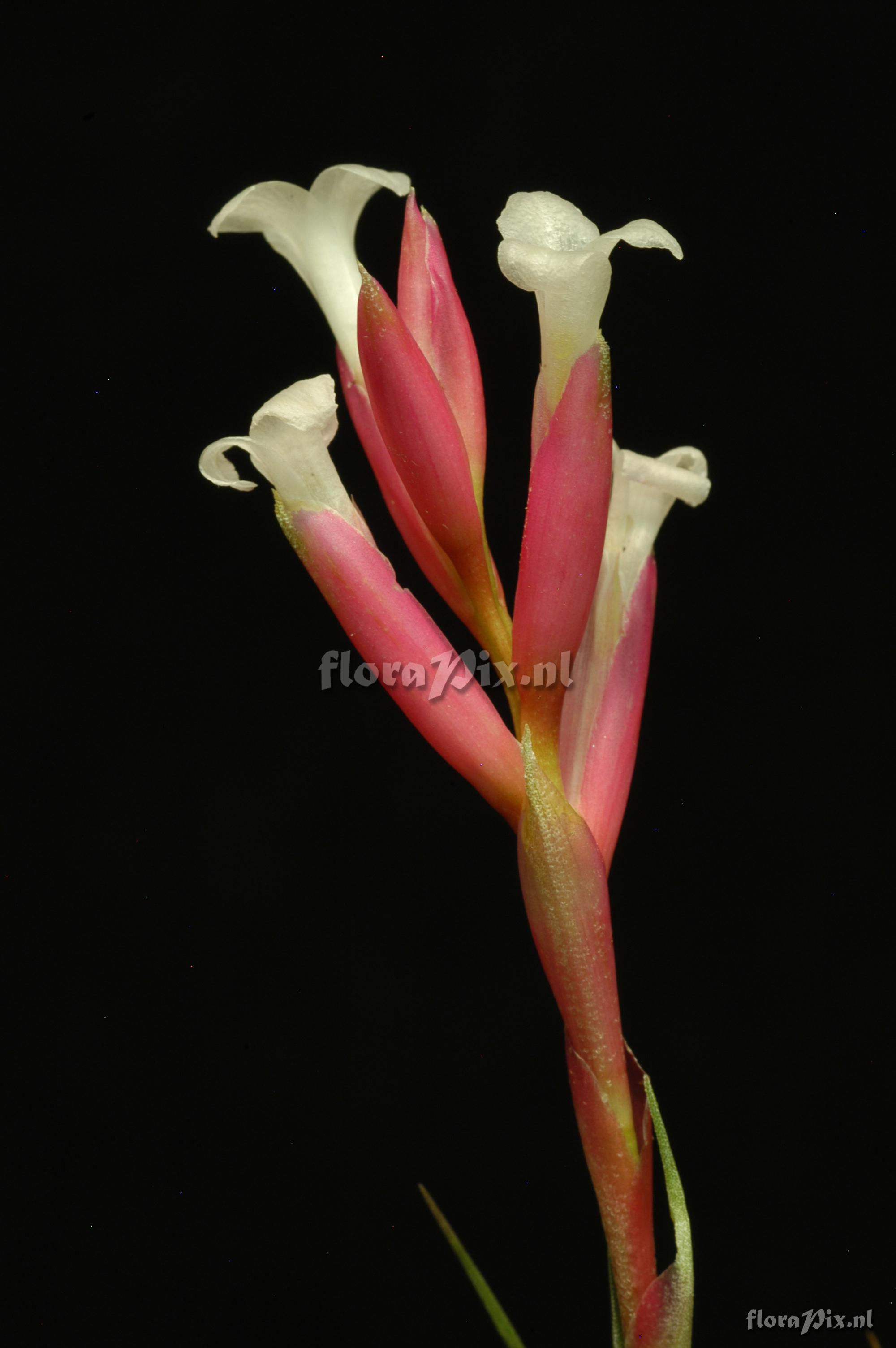 Tillandsia tenuifolia var. tenuifolia