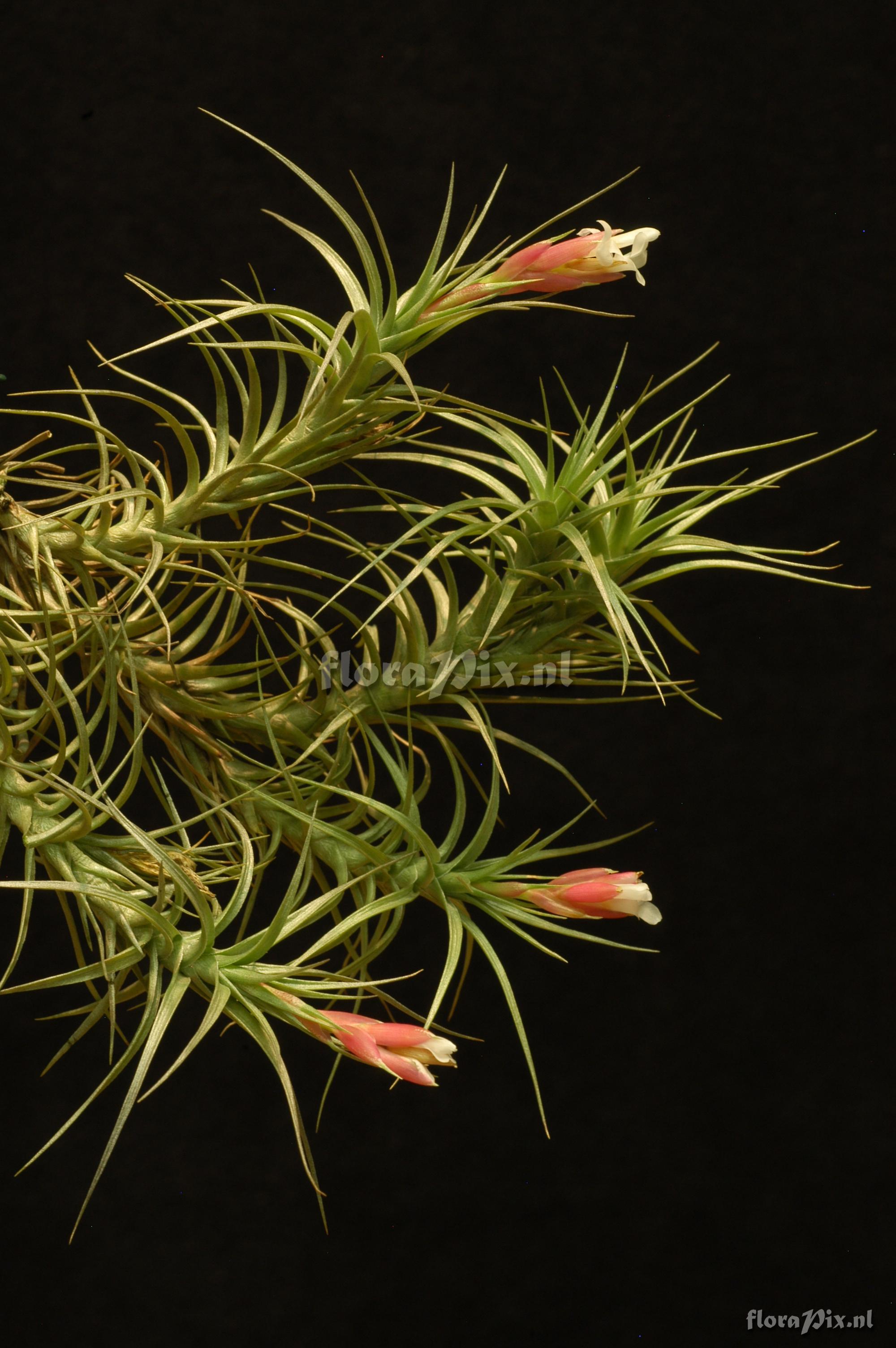 Tillandsia tenuifolia var. vaginata