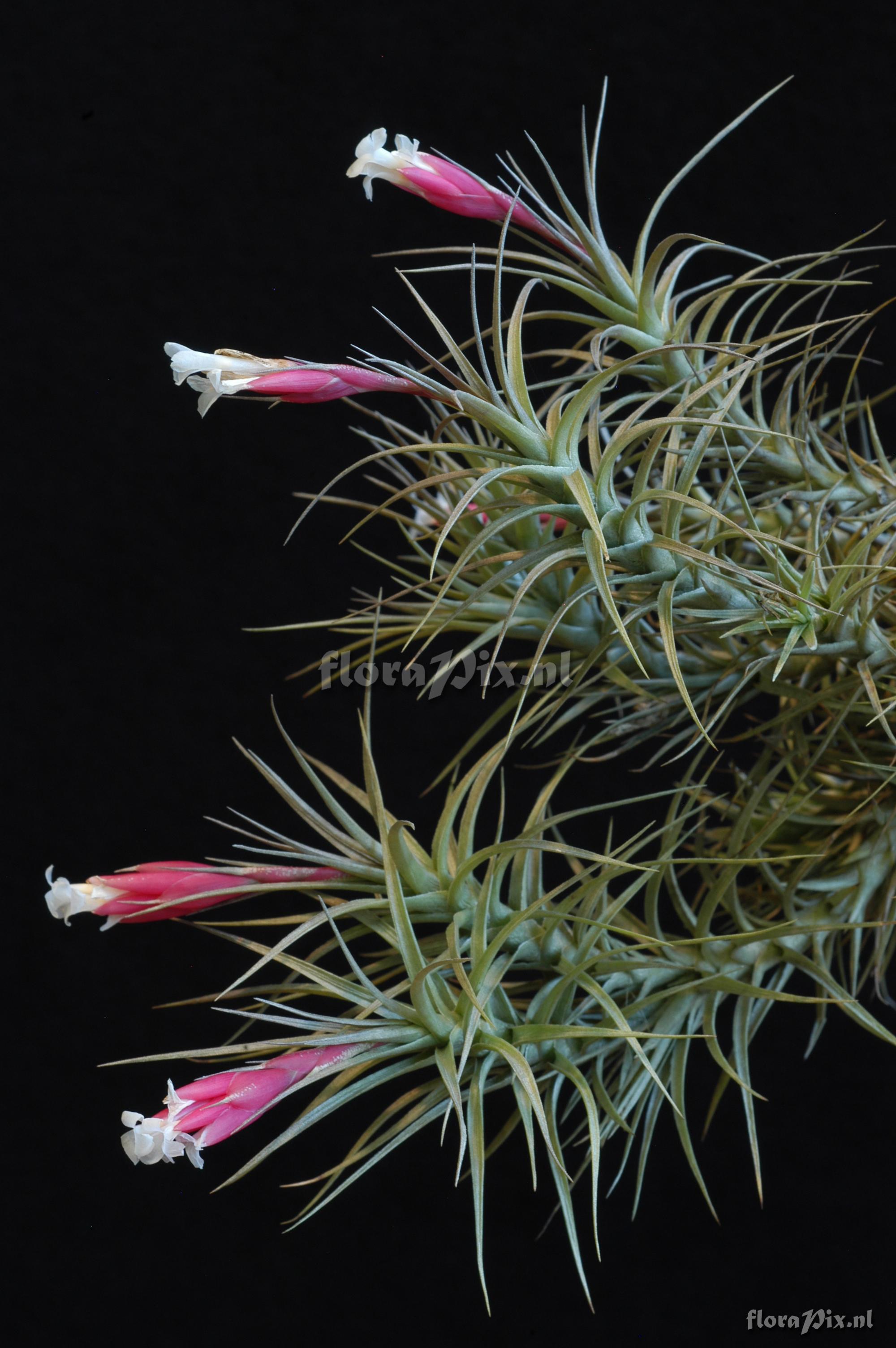 Tillandsia tenuifolia var. vaginata