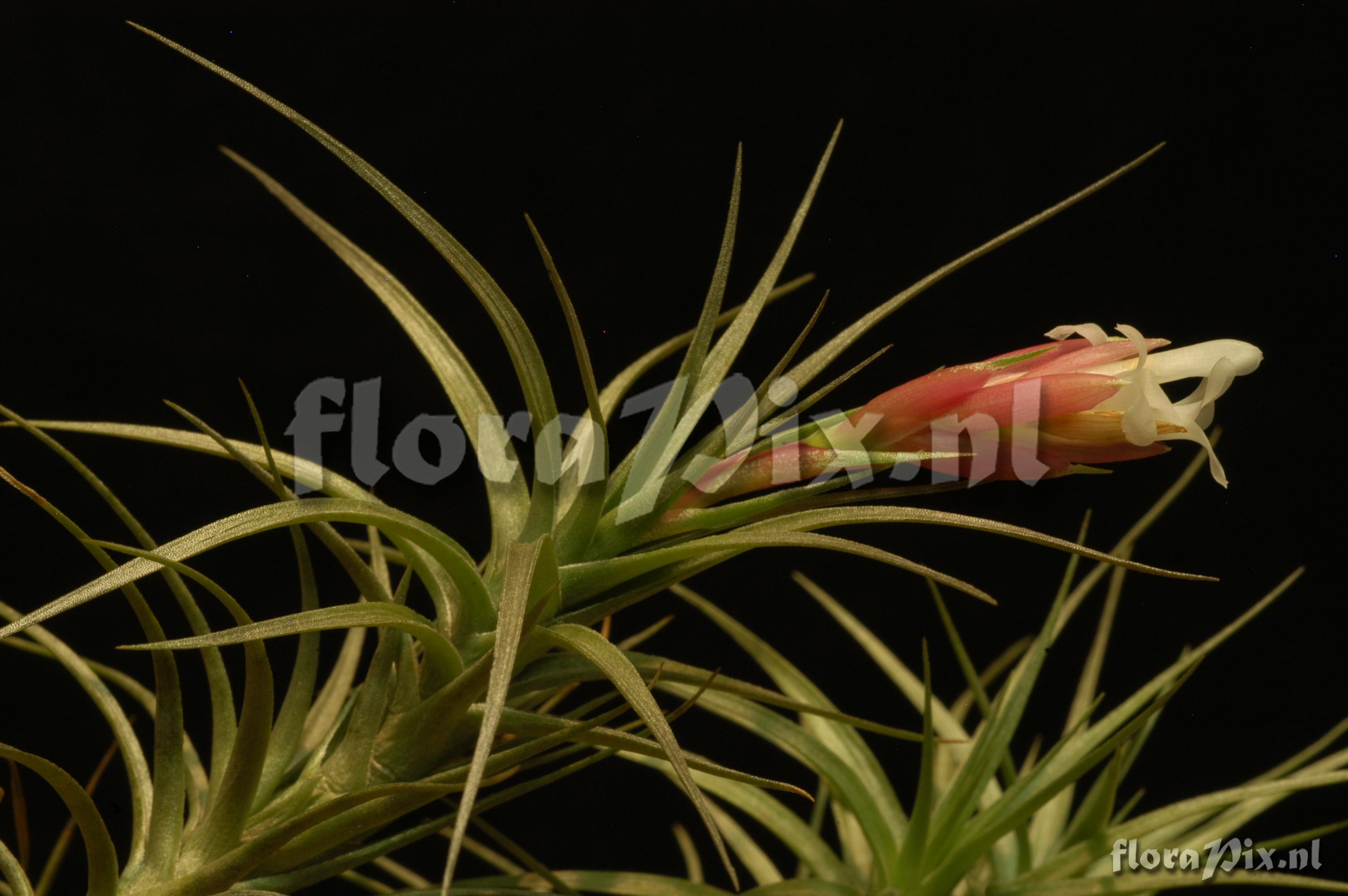 Tillandsia tenuifolia var. vaginata