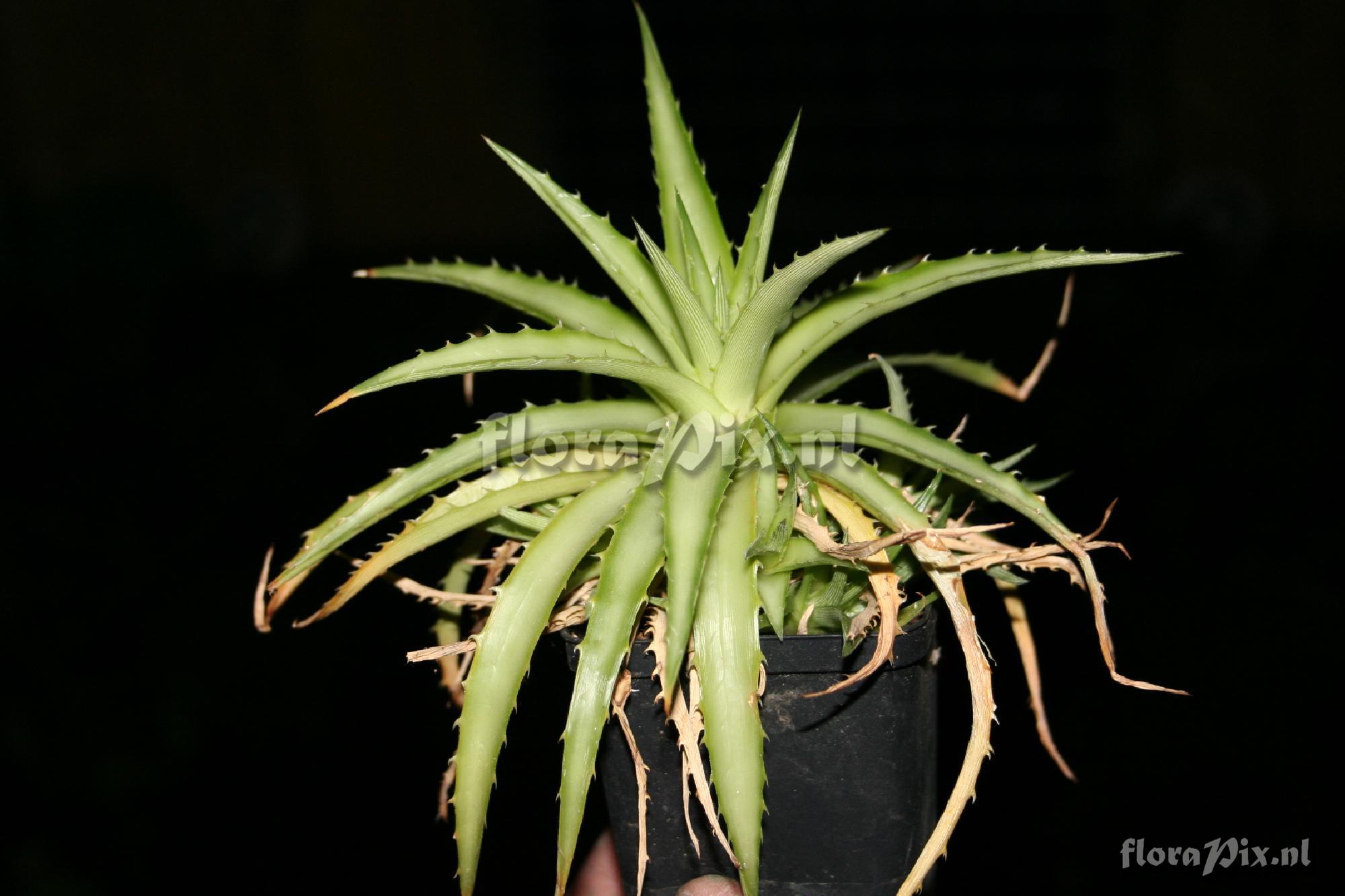 Dyckia brevifolia