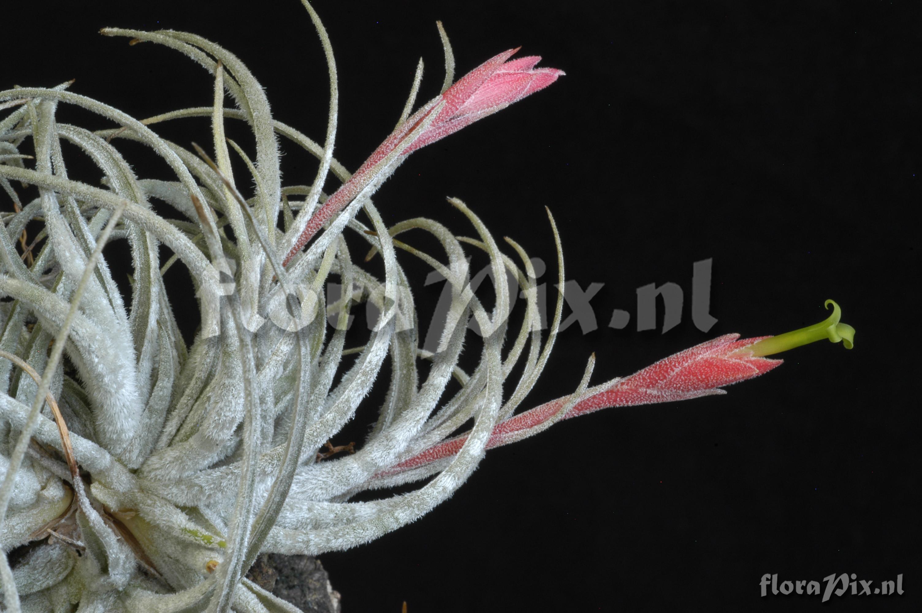 Tillandsia tortilis subsp. curvifolia