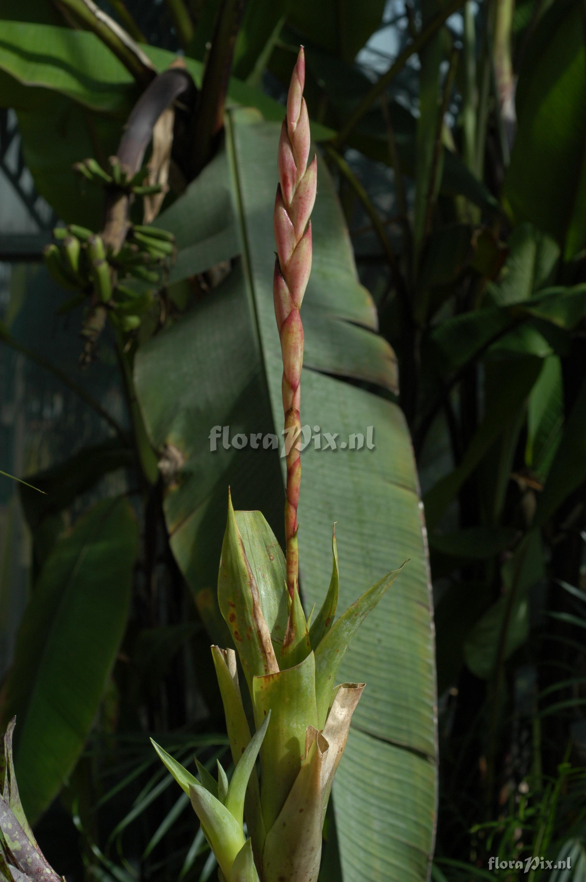 Tillandsia walterii Hase EC03 13 2900m