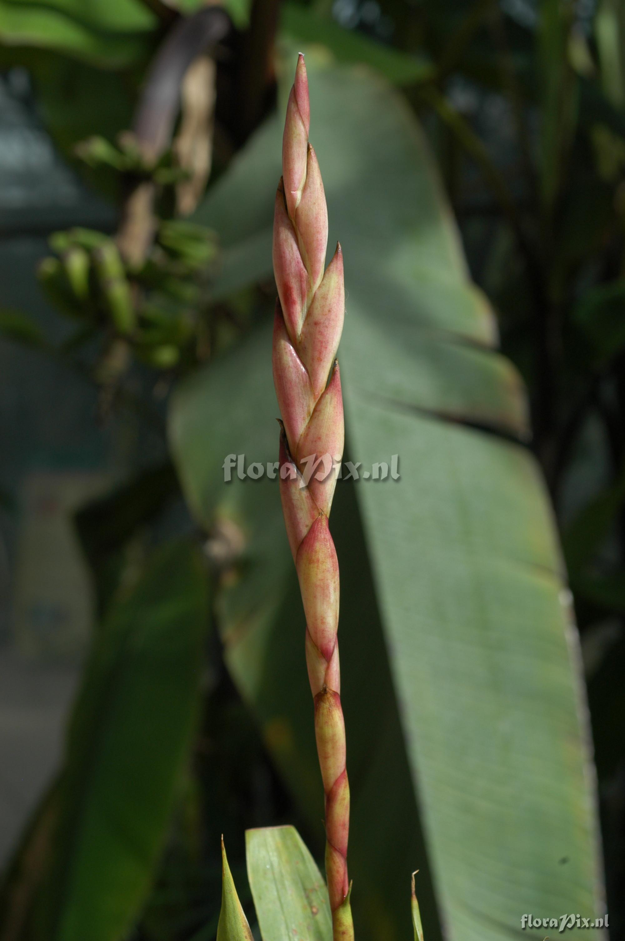 Tillandsia walterii Hase EC03 13 2900m