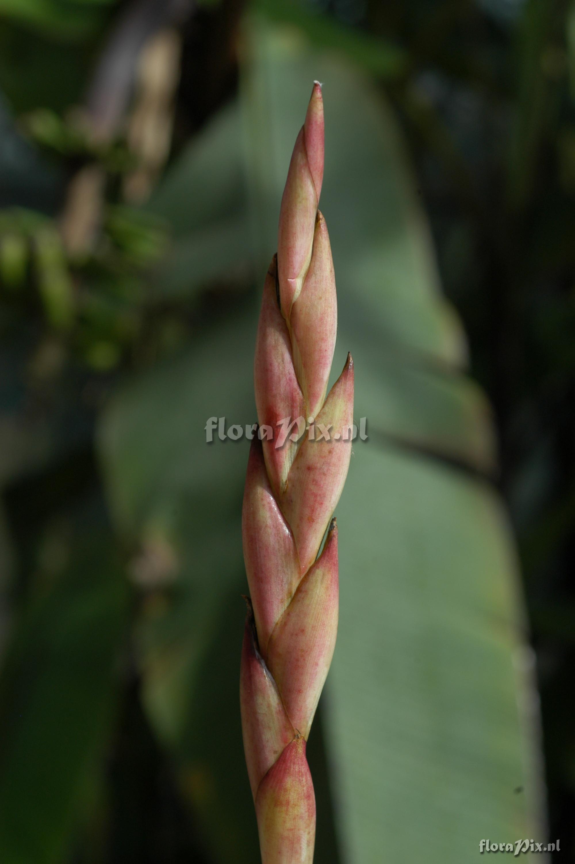 Tillandsia walterii Hase EC03 13 2900m