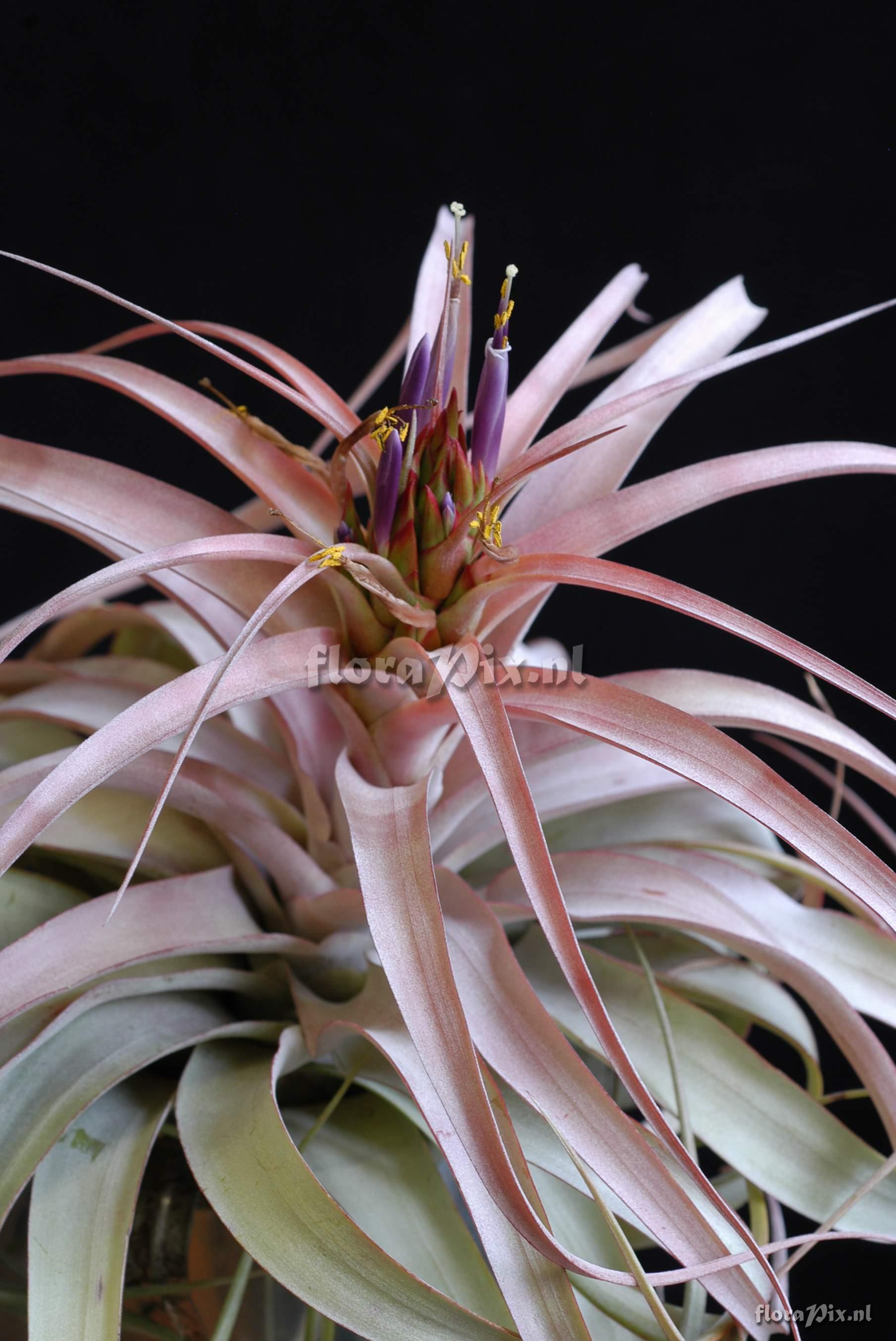 Tillandsia xerographica x Tillandsia brachycaulos 2008GR01458