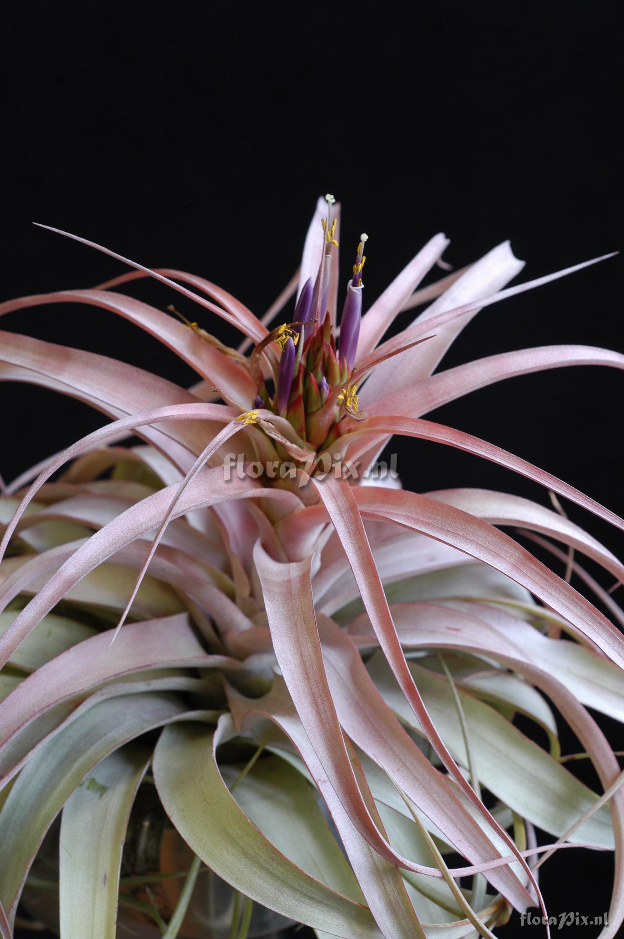 Tillandsia xerographica x Tillandsia brachycaulos