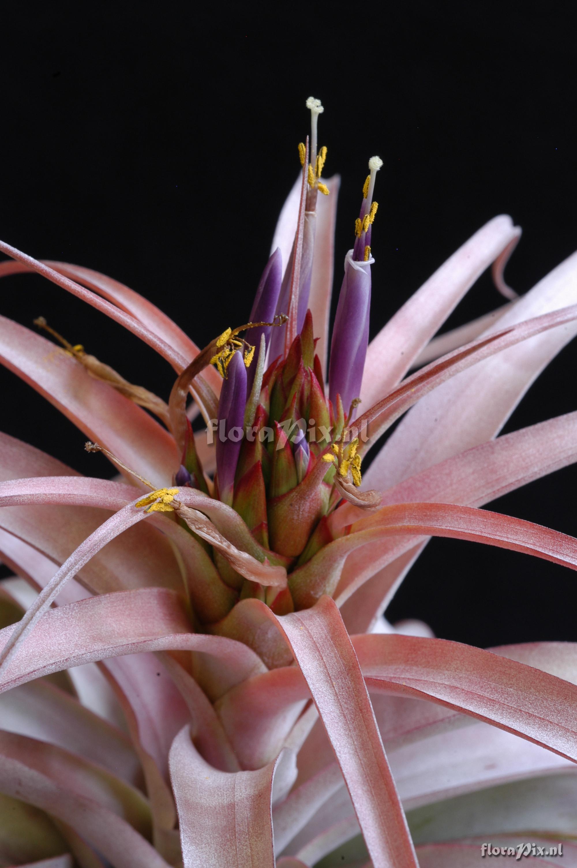 Tillandsia xerographica x Tillandsia brachycaulos