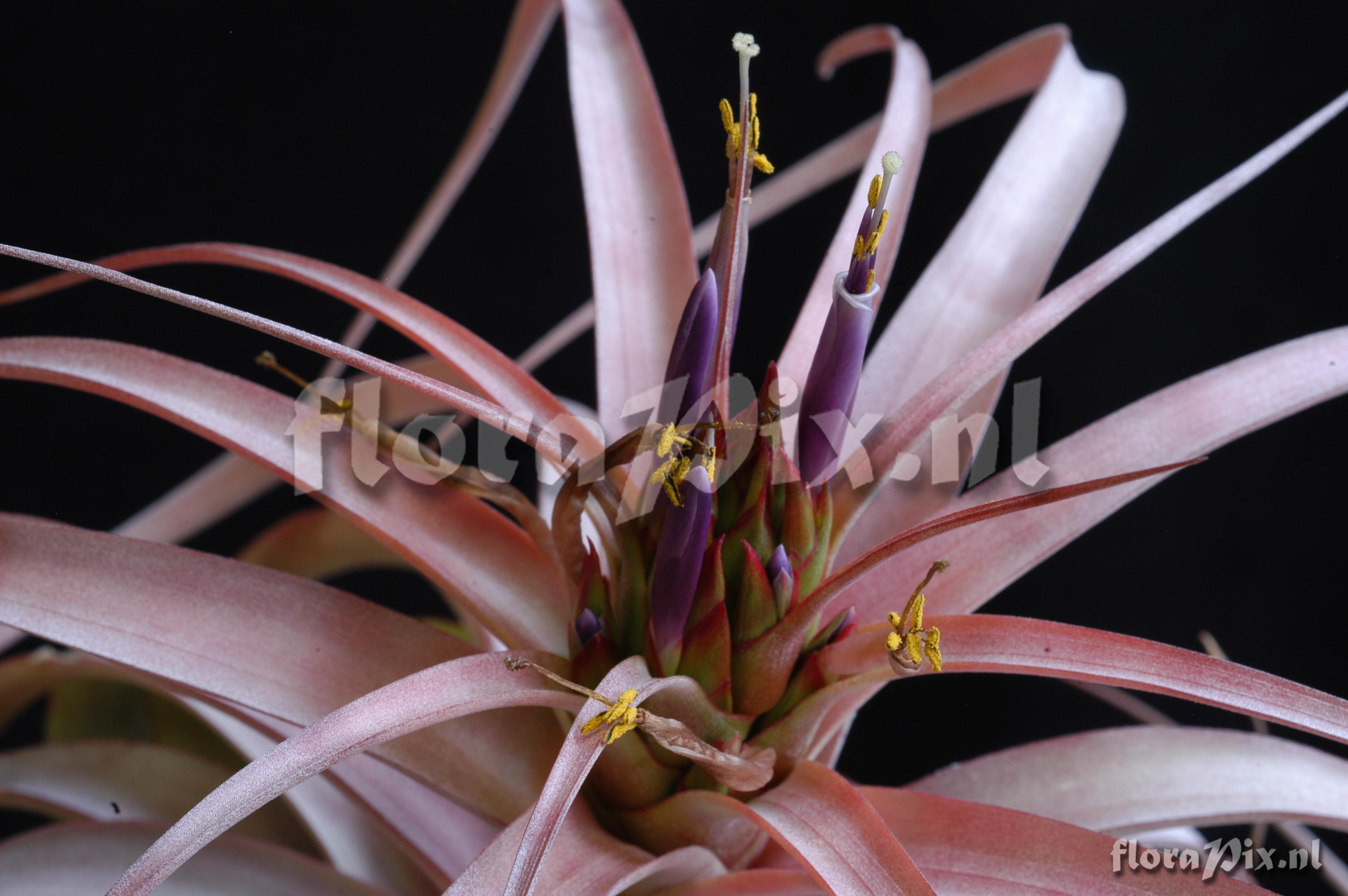 Tillandsia xerographica x Tillandsia brachycaulos