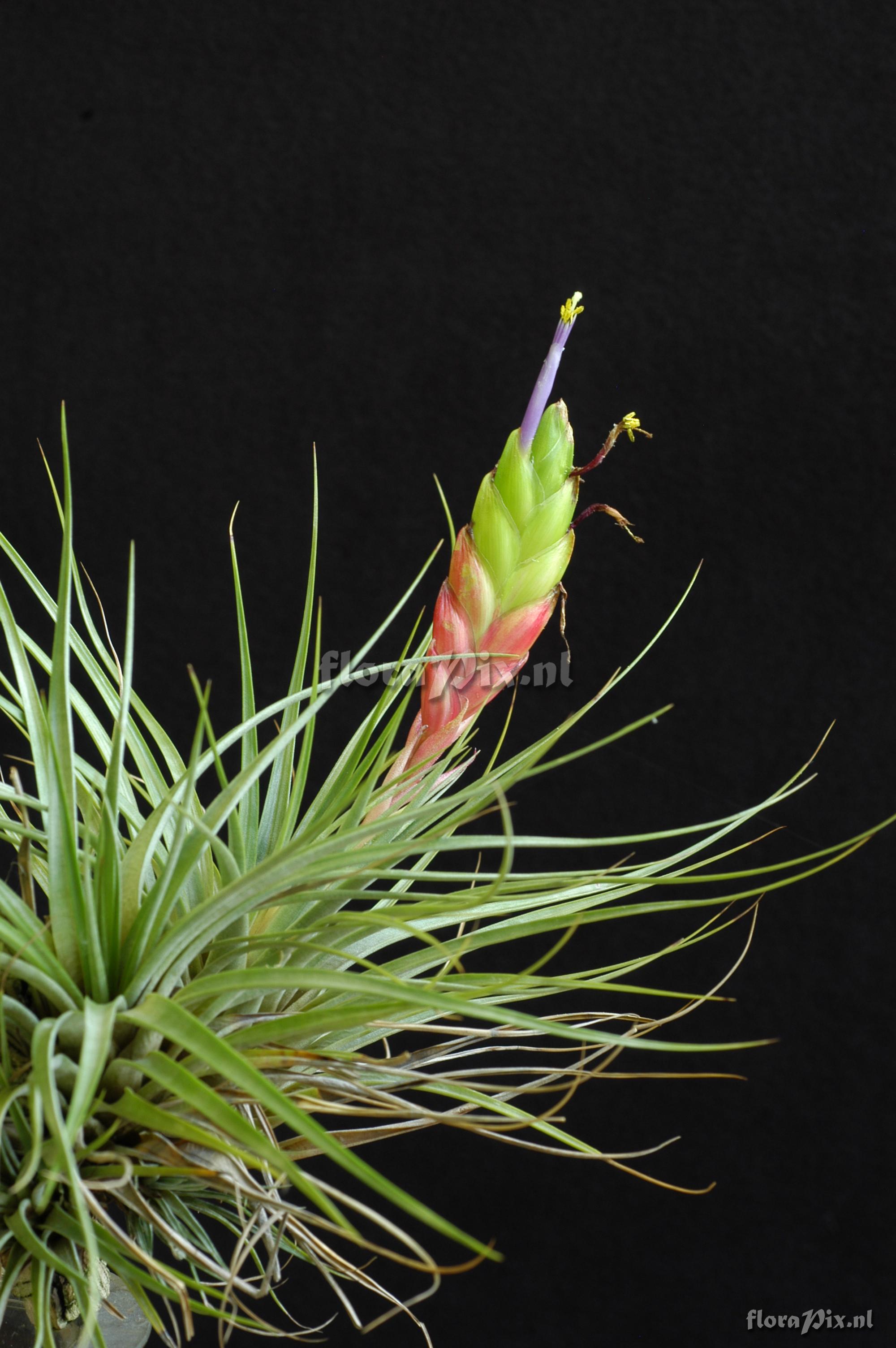 Tillandsia zoquensis