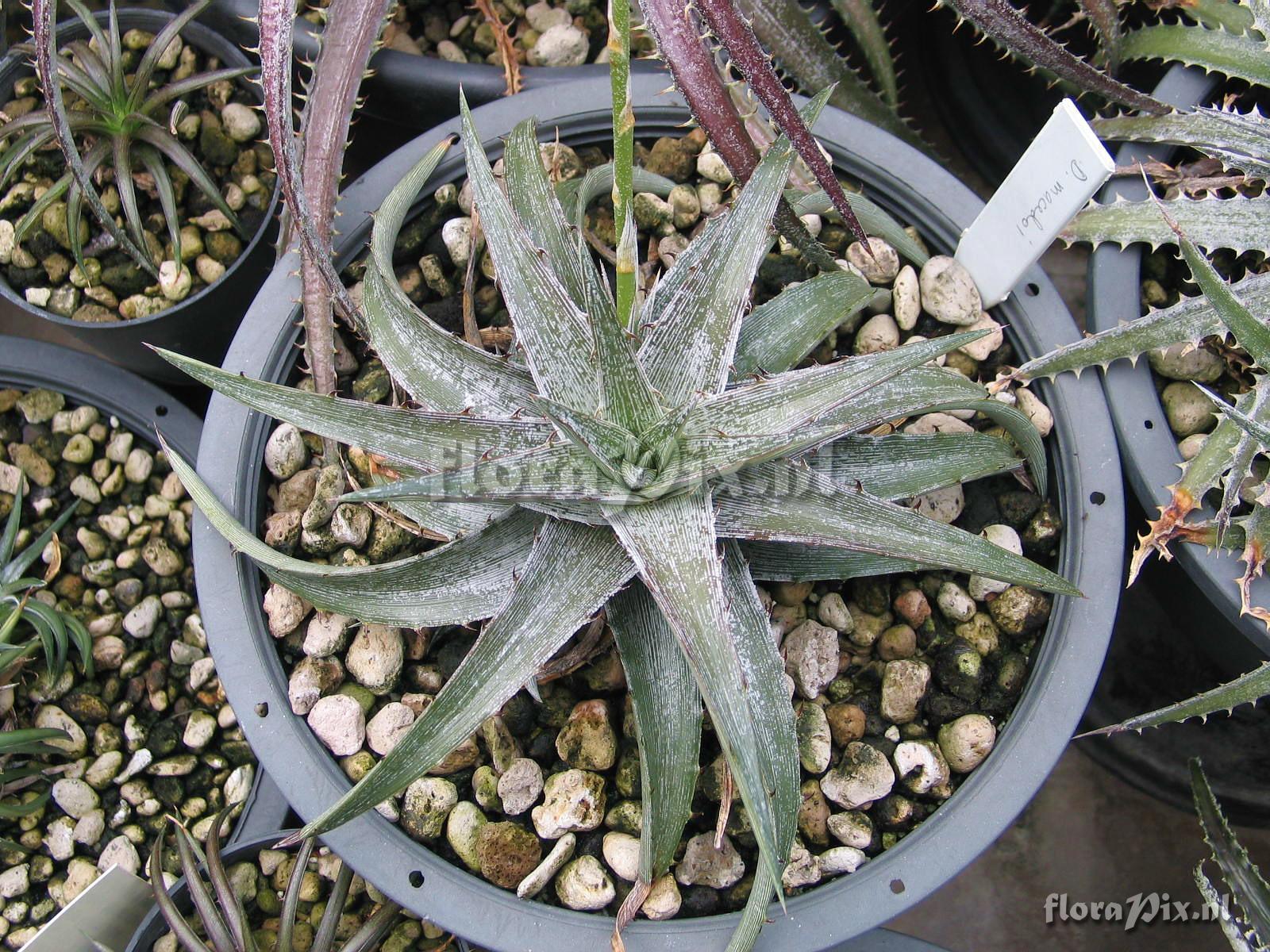 Dyckia macedoi