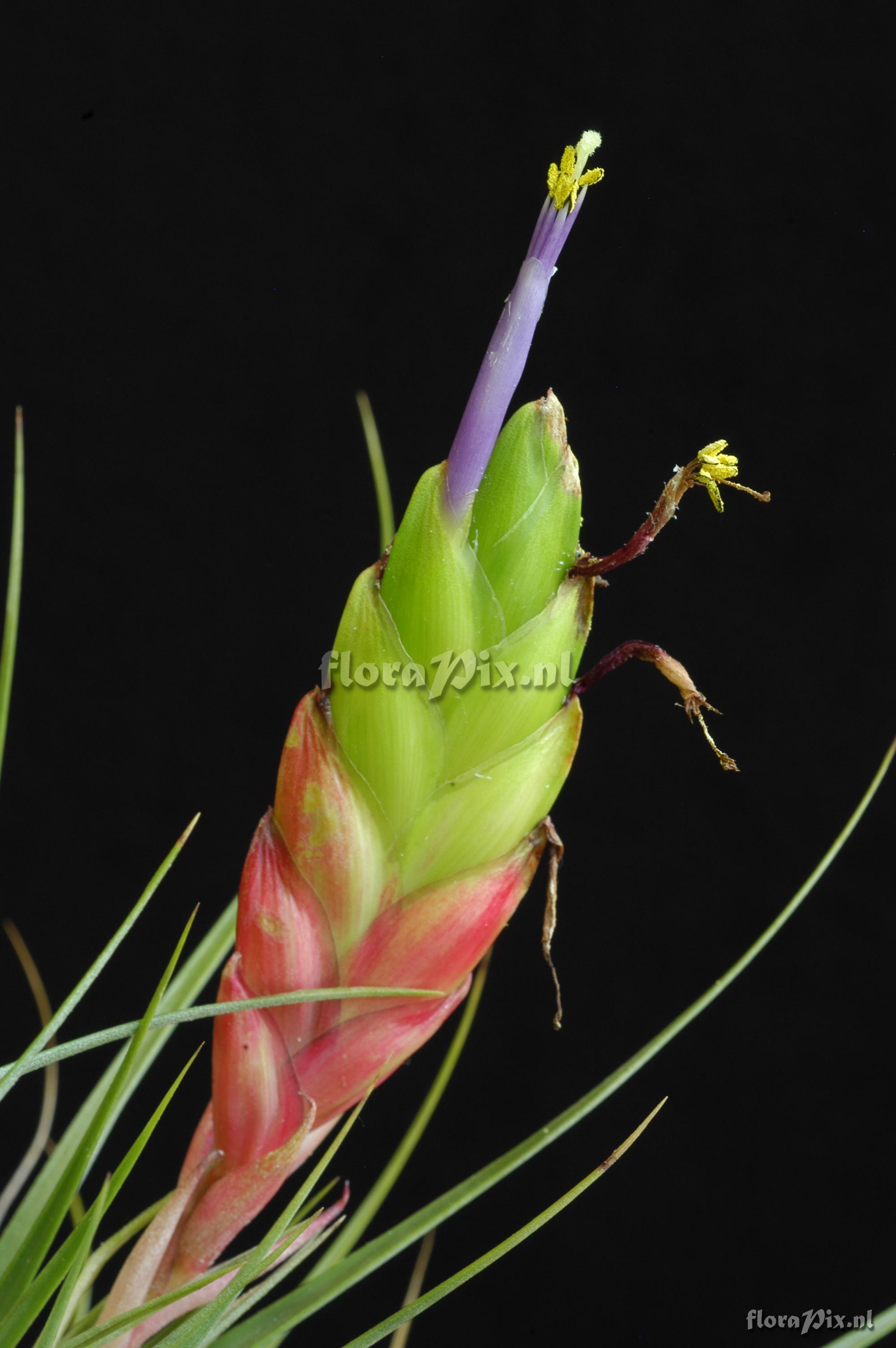 Tillandsia zoquensis