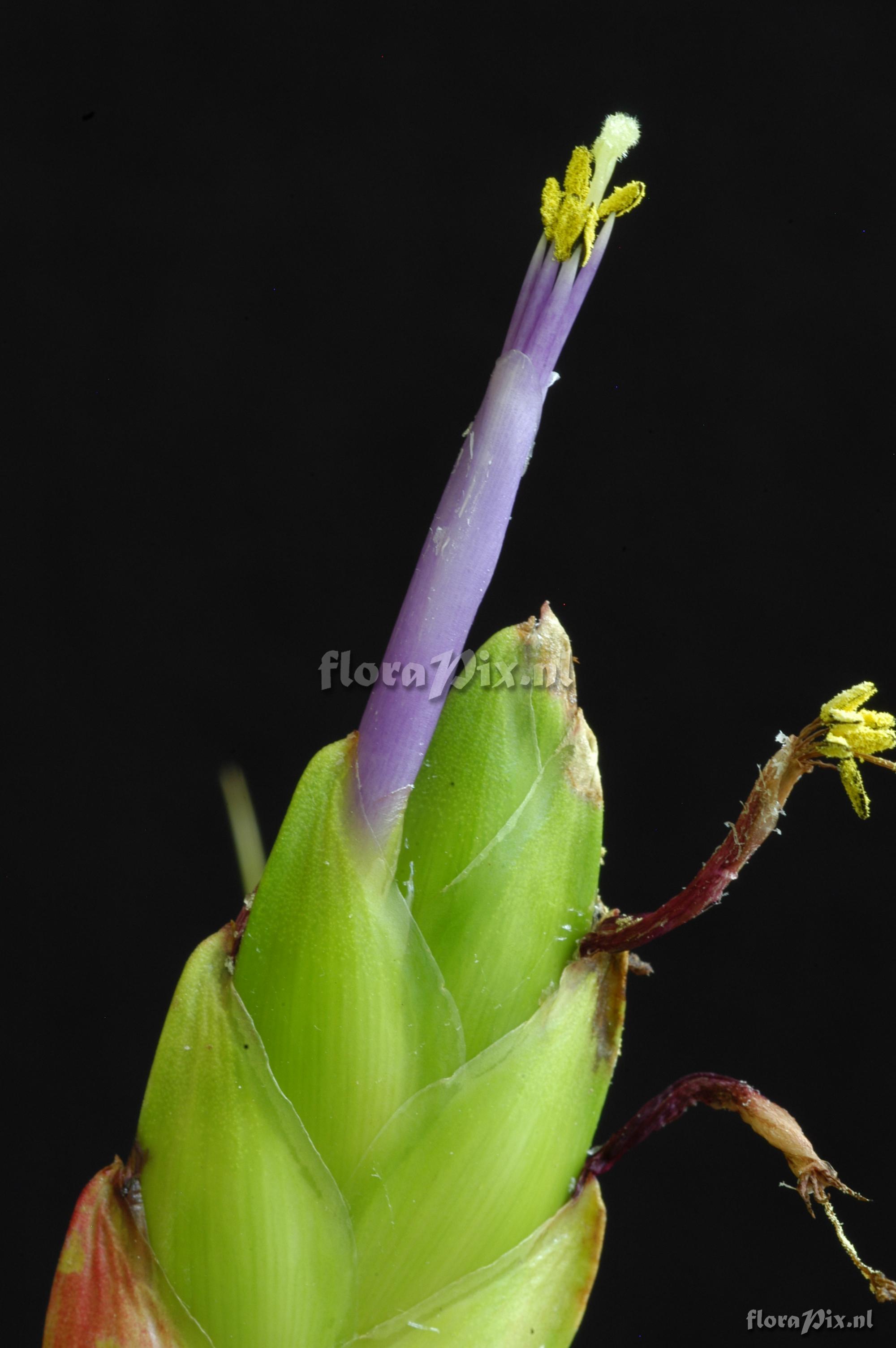 Tillandsia zoquensis