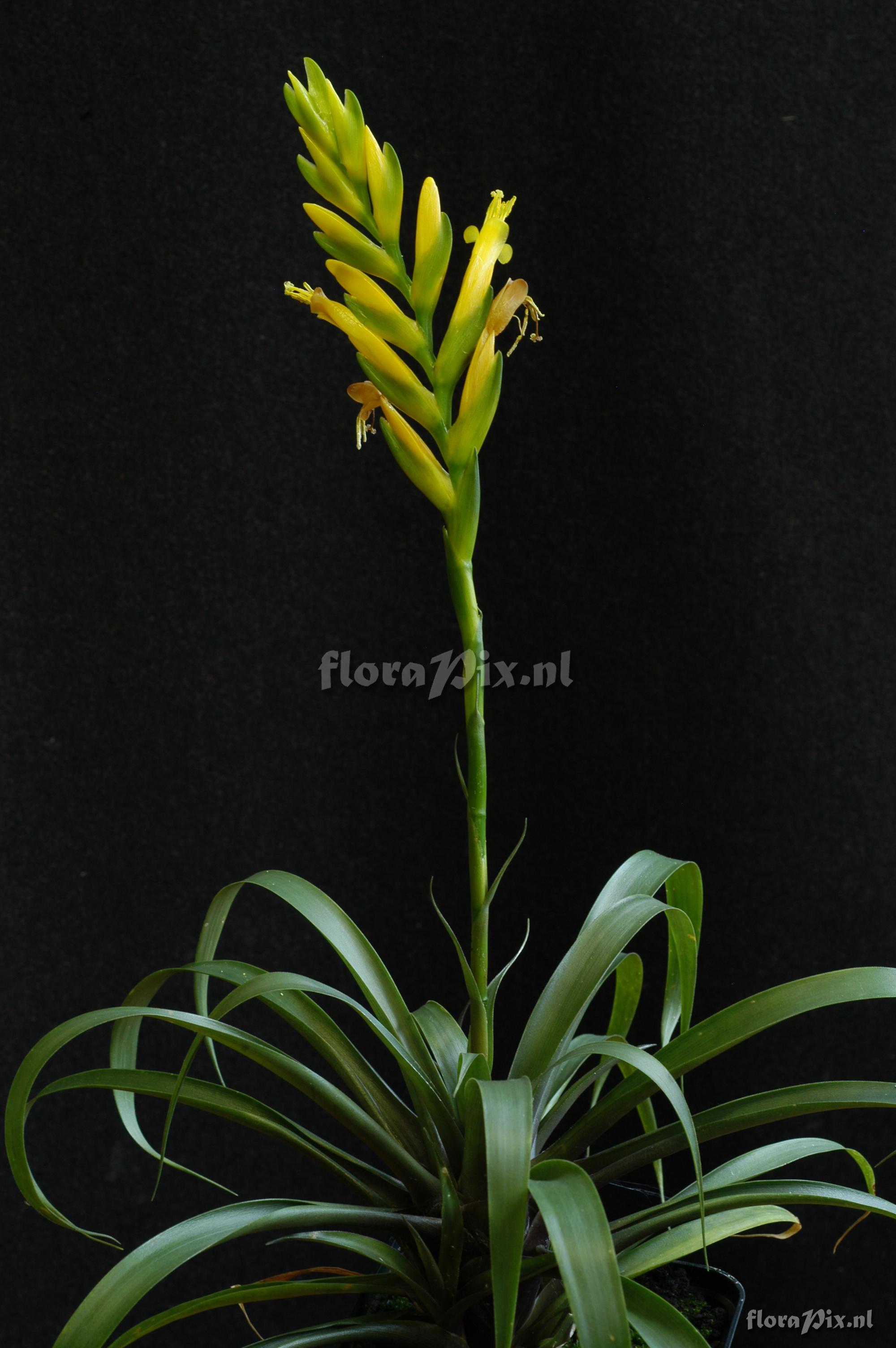 Vriesea bleheri