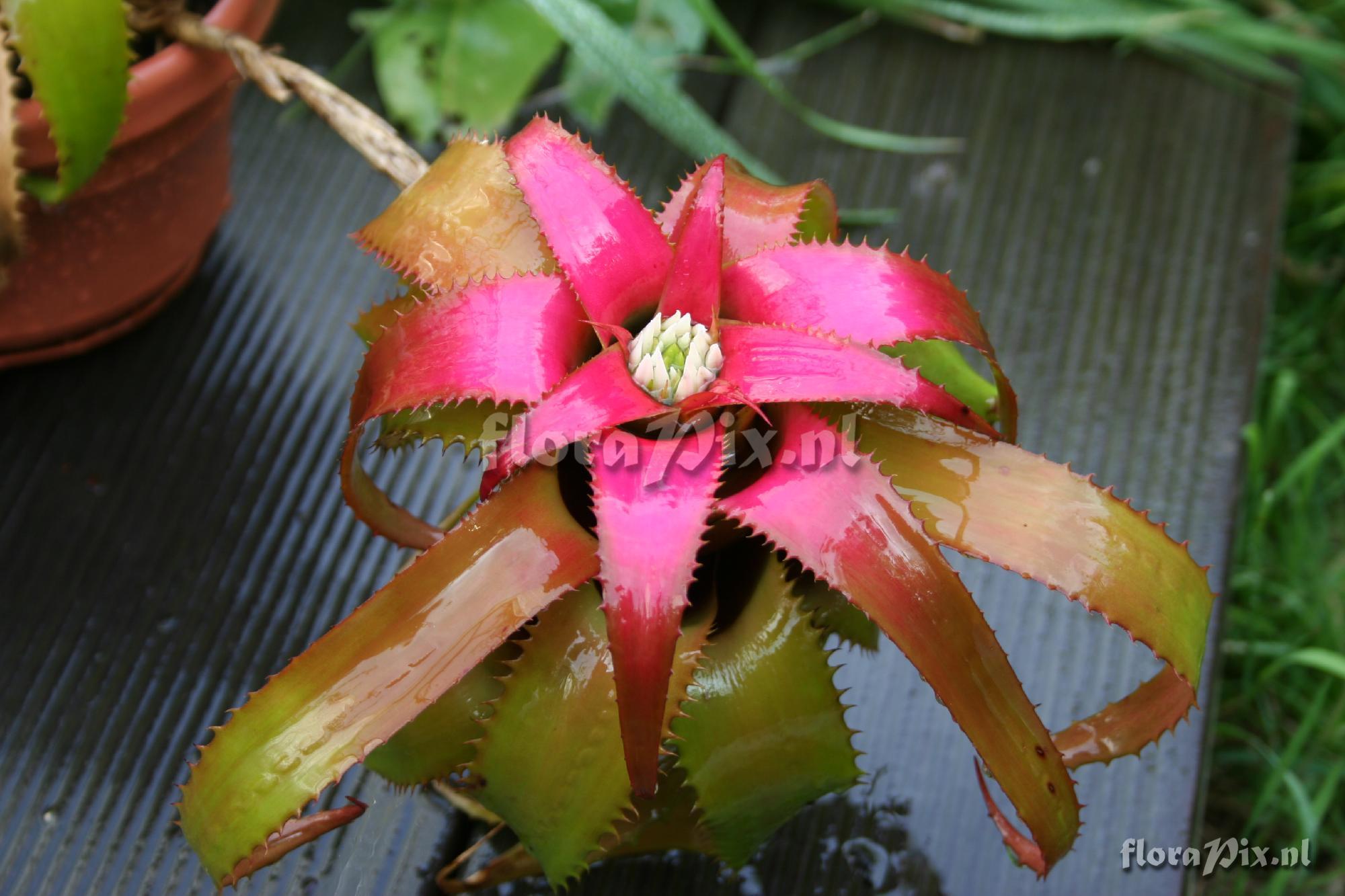 Neoregelia wurdackii