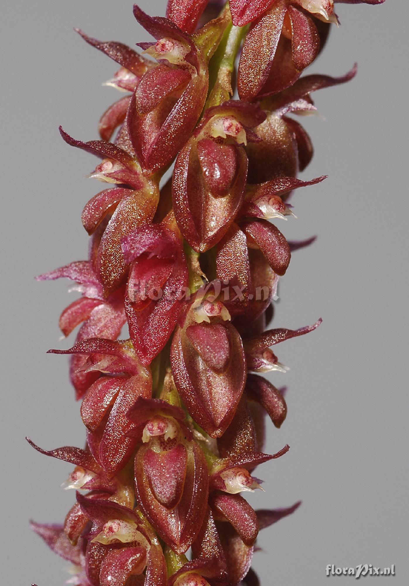 Bulbophyllum triste