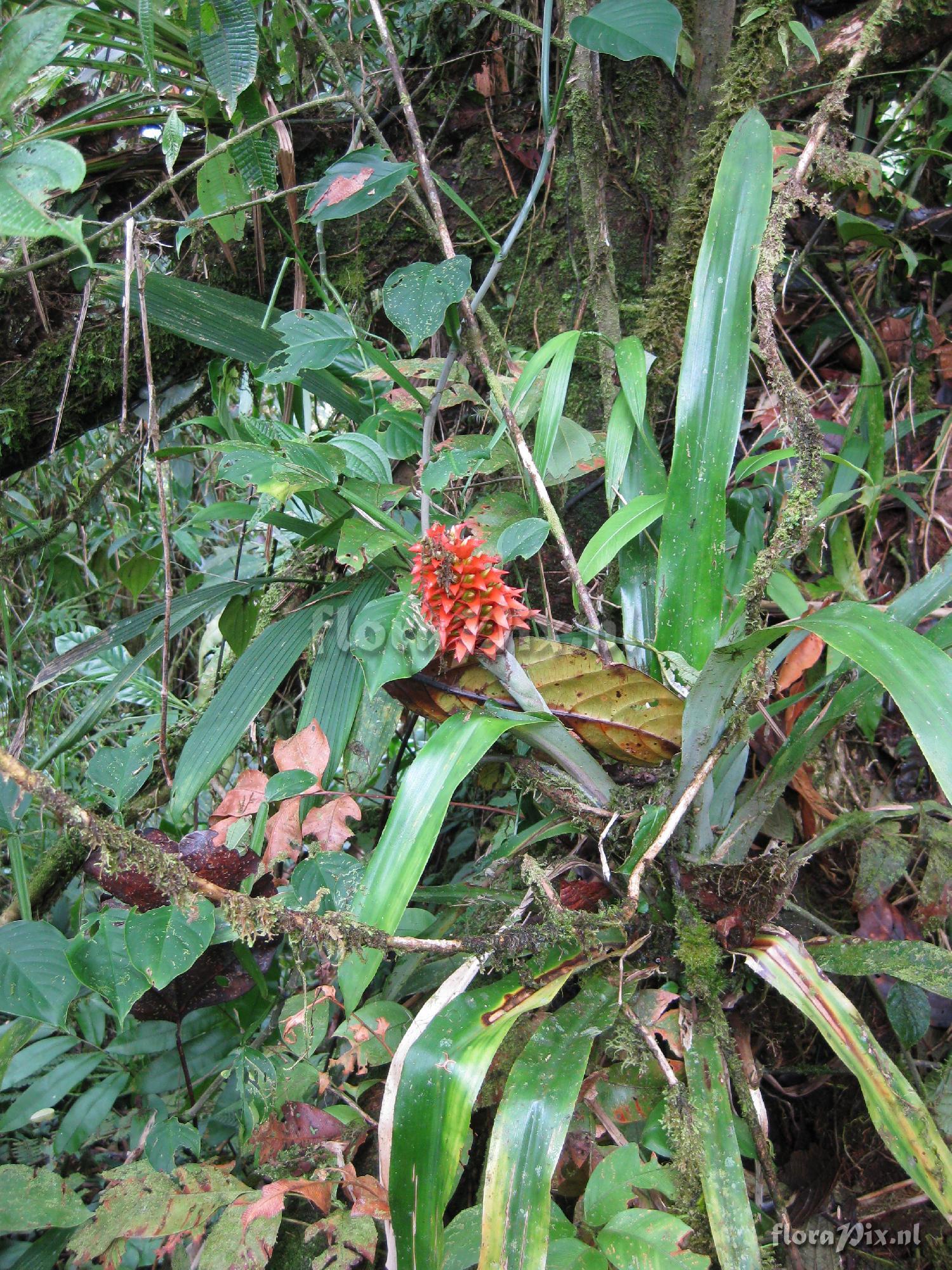 Aechmea veitchii