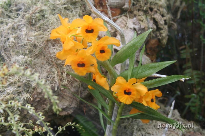 Dendrobium fimbriatum