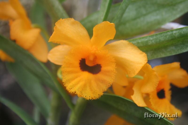 Dendrobium fimbriatum