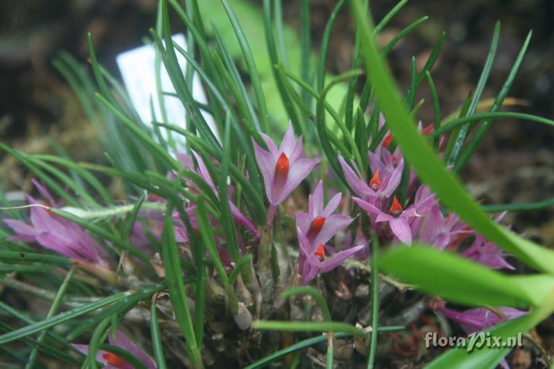 Dendrobium hellwigianum