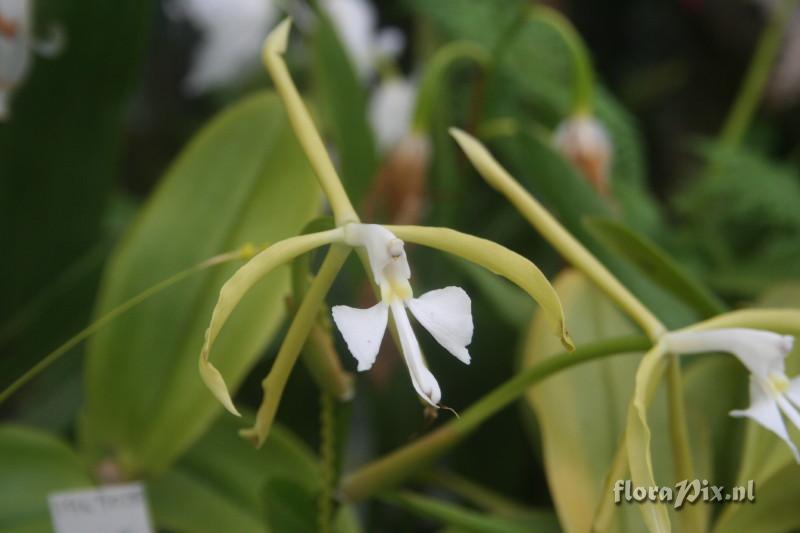 Epidendrum oerstedii